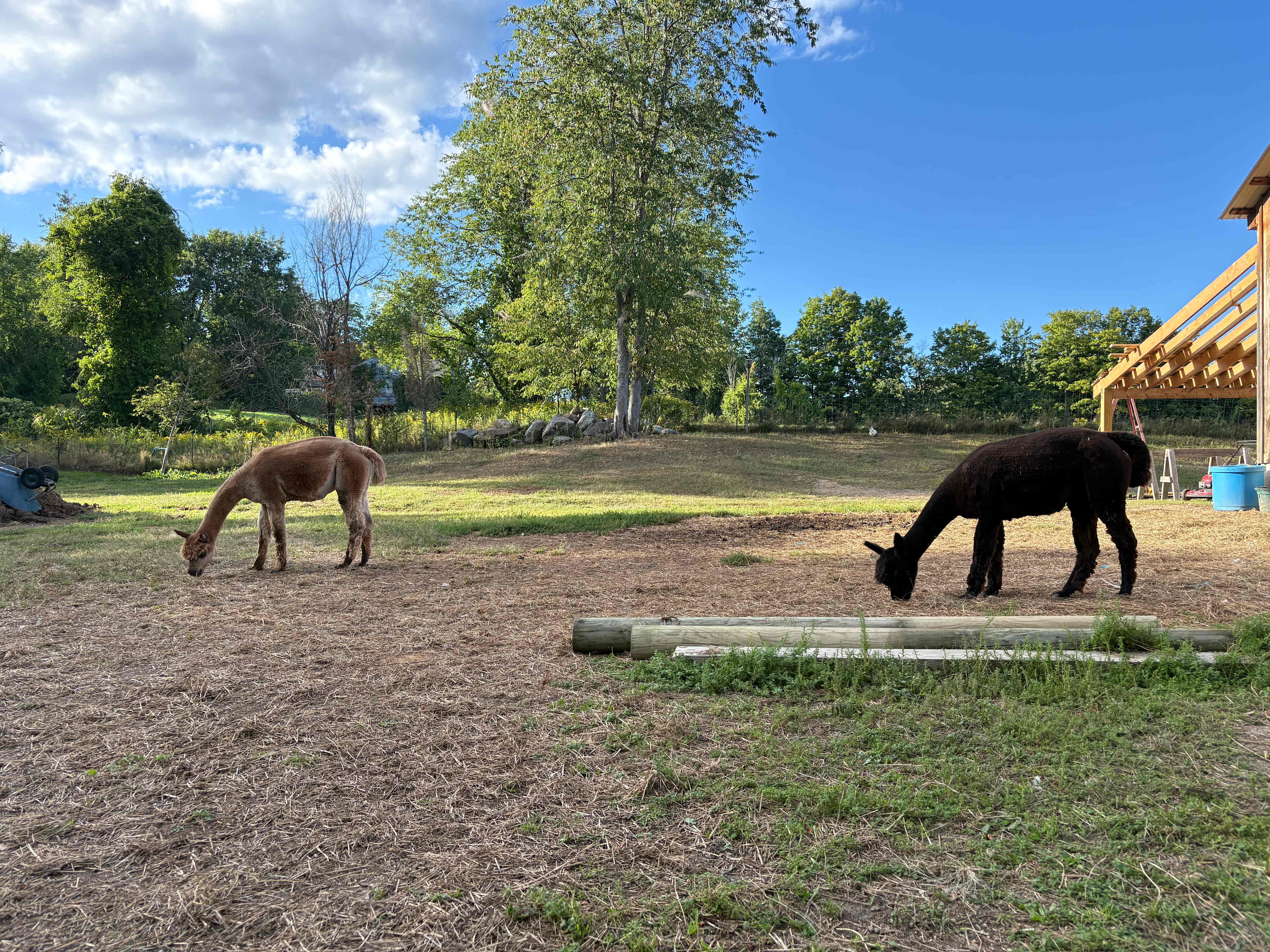 Alpacas came out to hang
