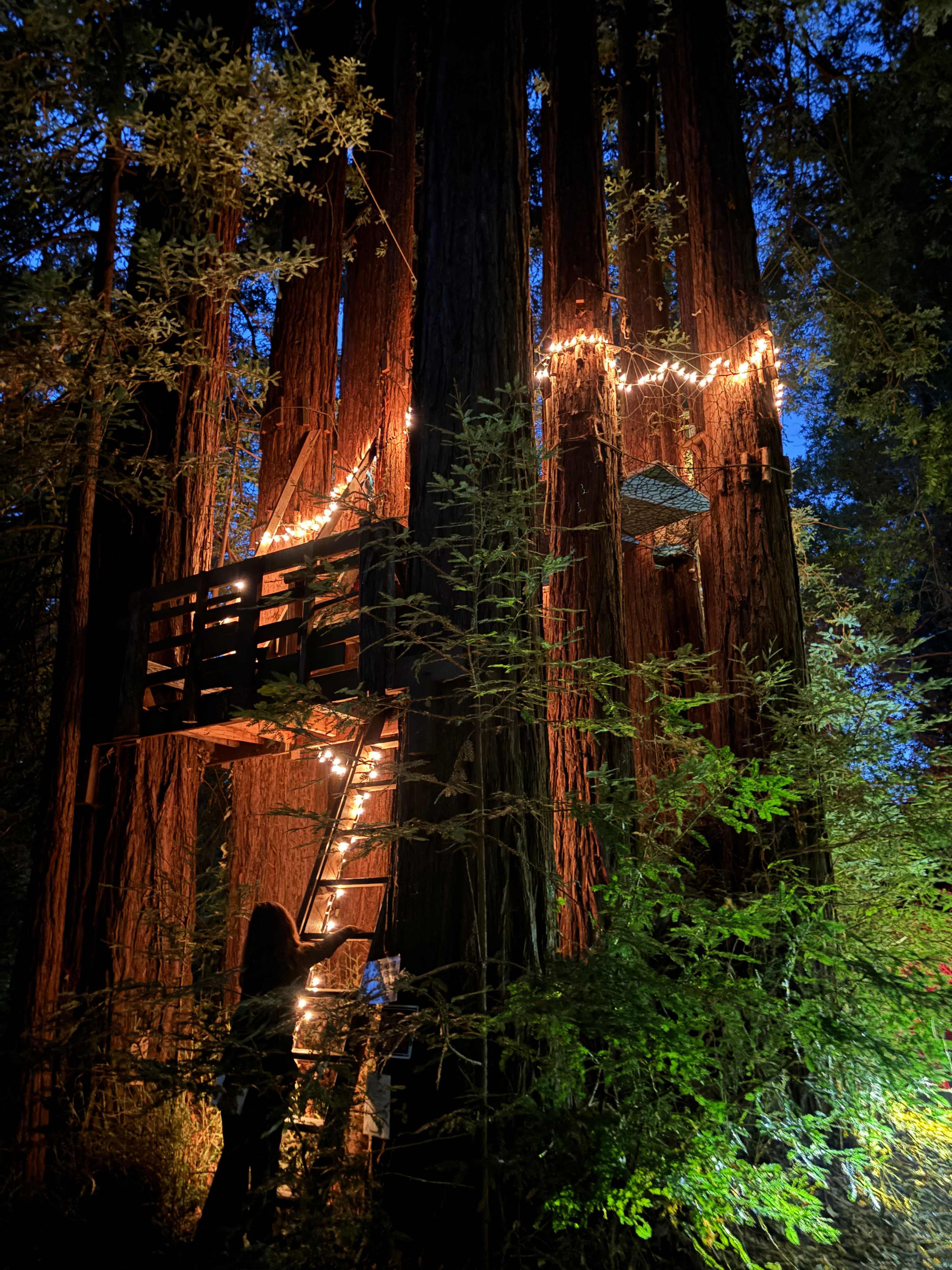 Sleep Up High In A Redwood Tree-net