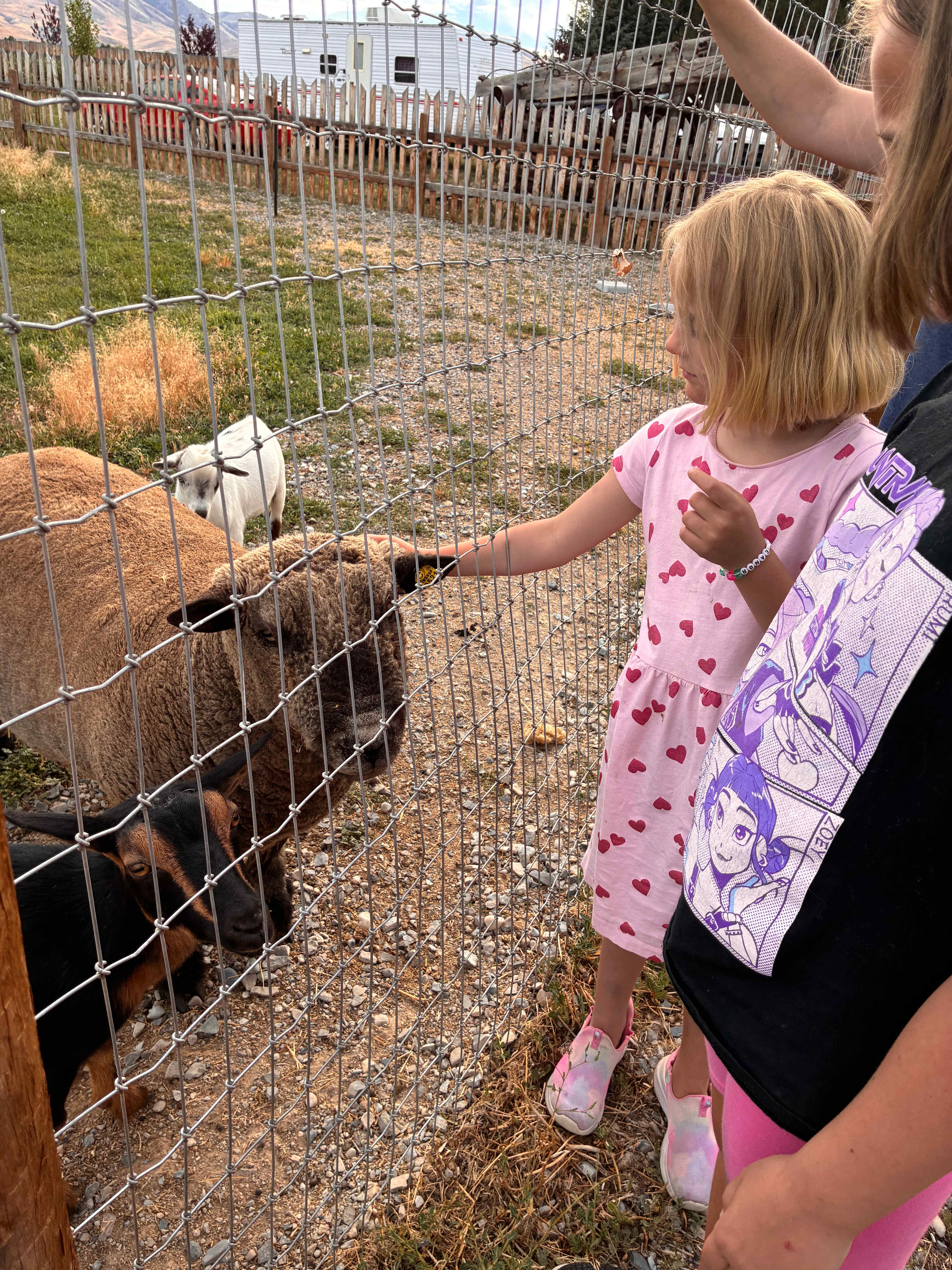 Crazy Cow Farm Adventure