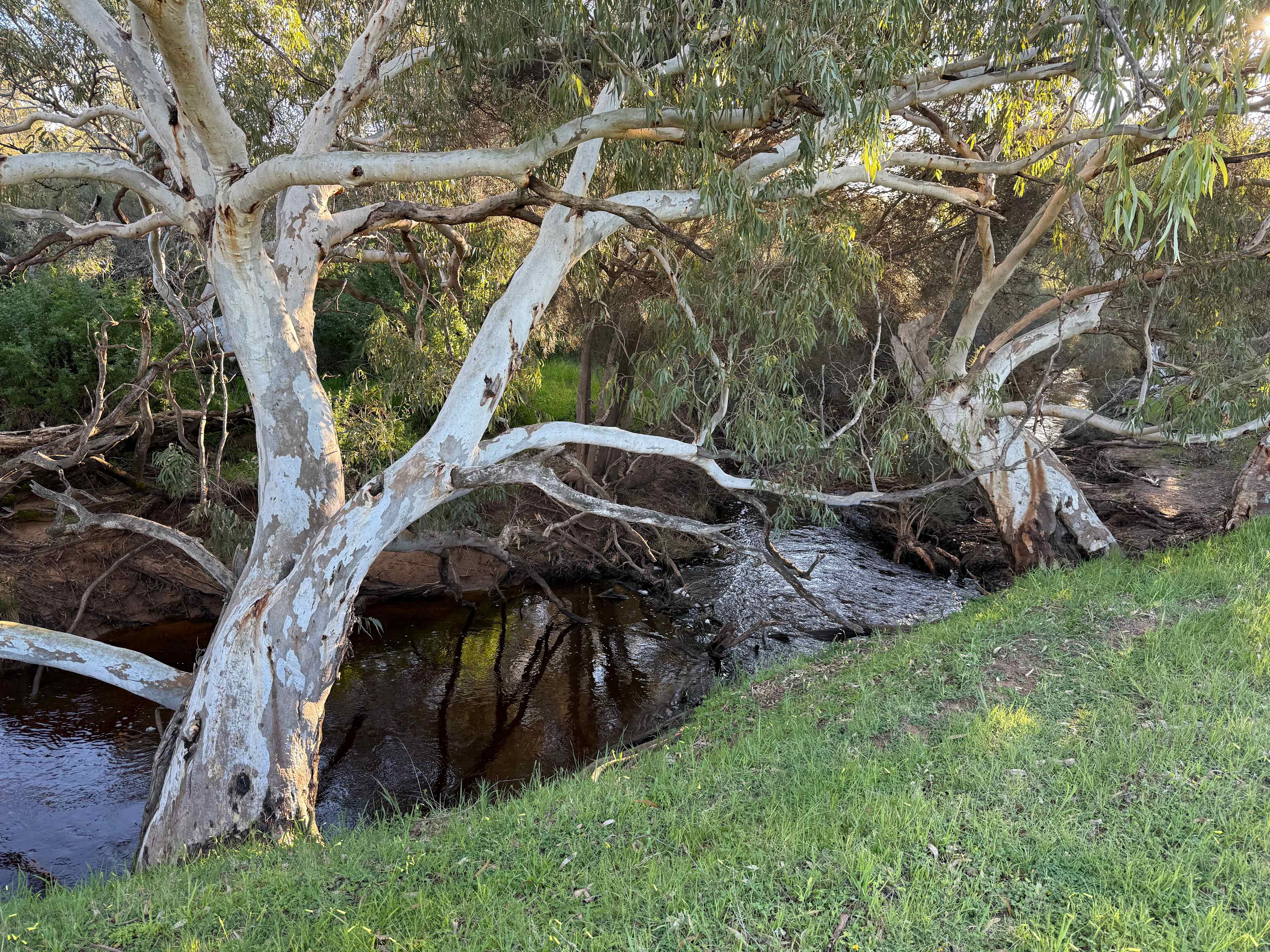 Eucalyptus camaldulensus- river gum tree.