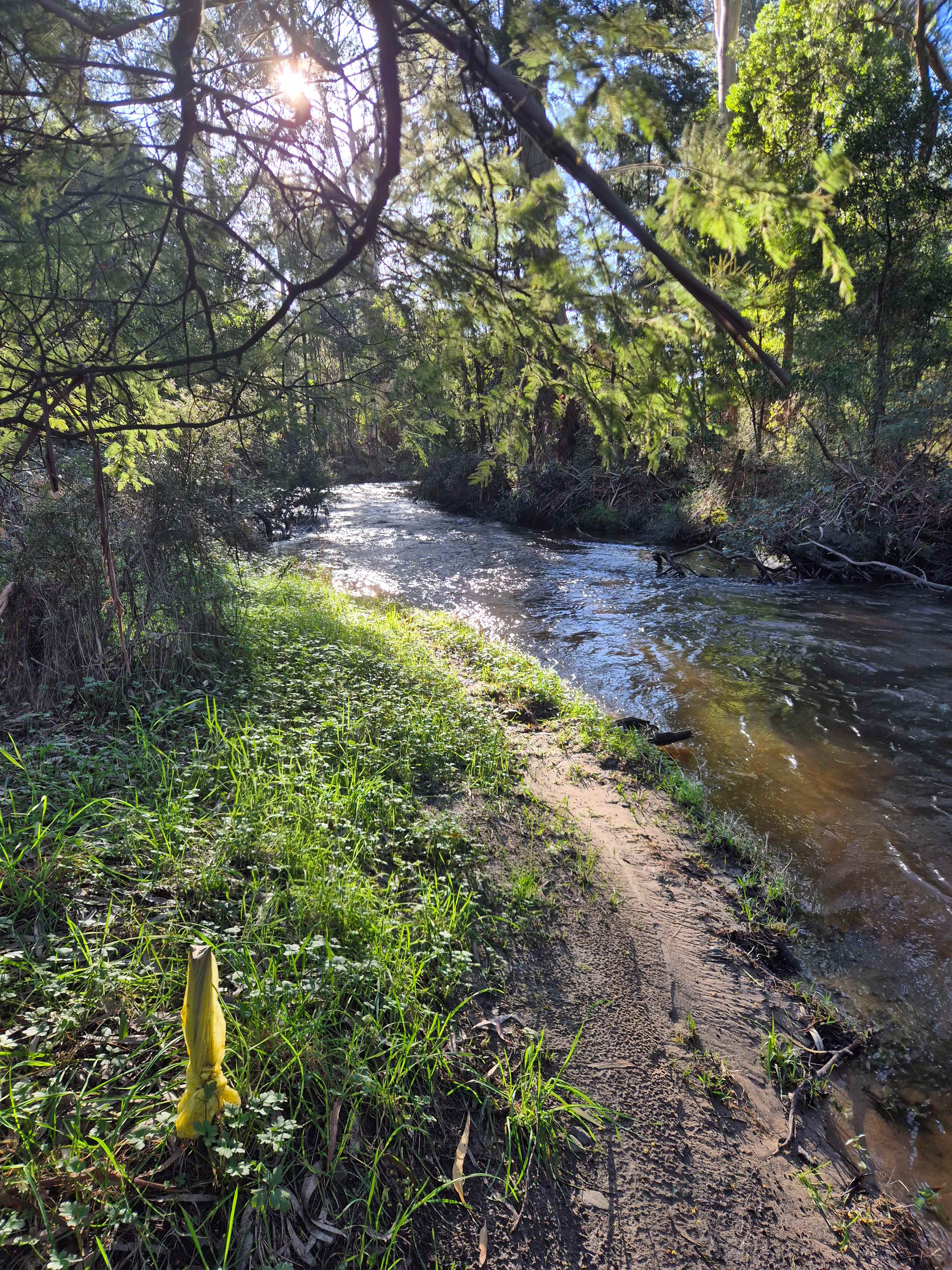 The Fern Glade