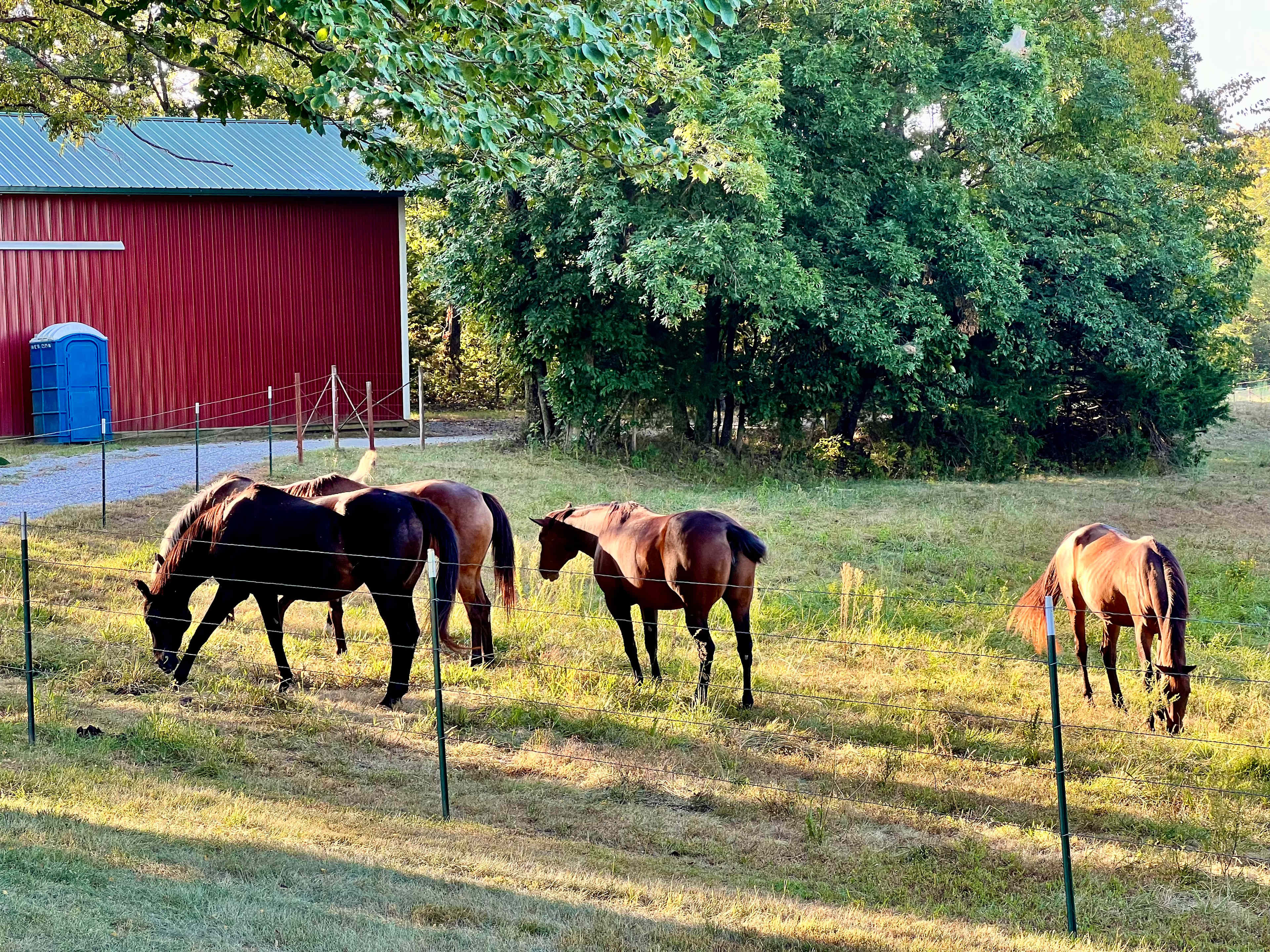 Selby Farm Camping