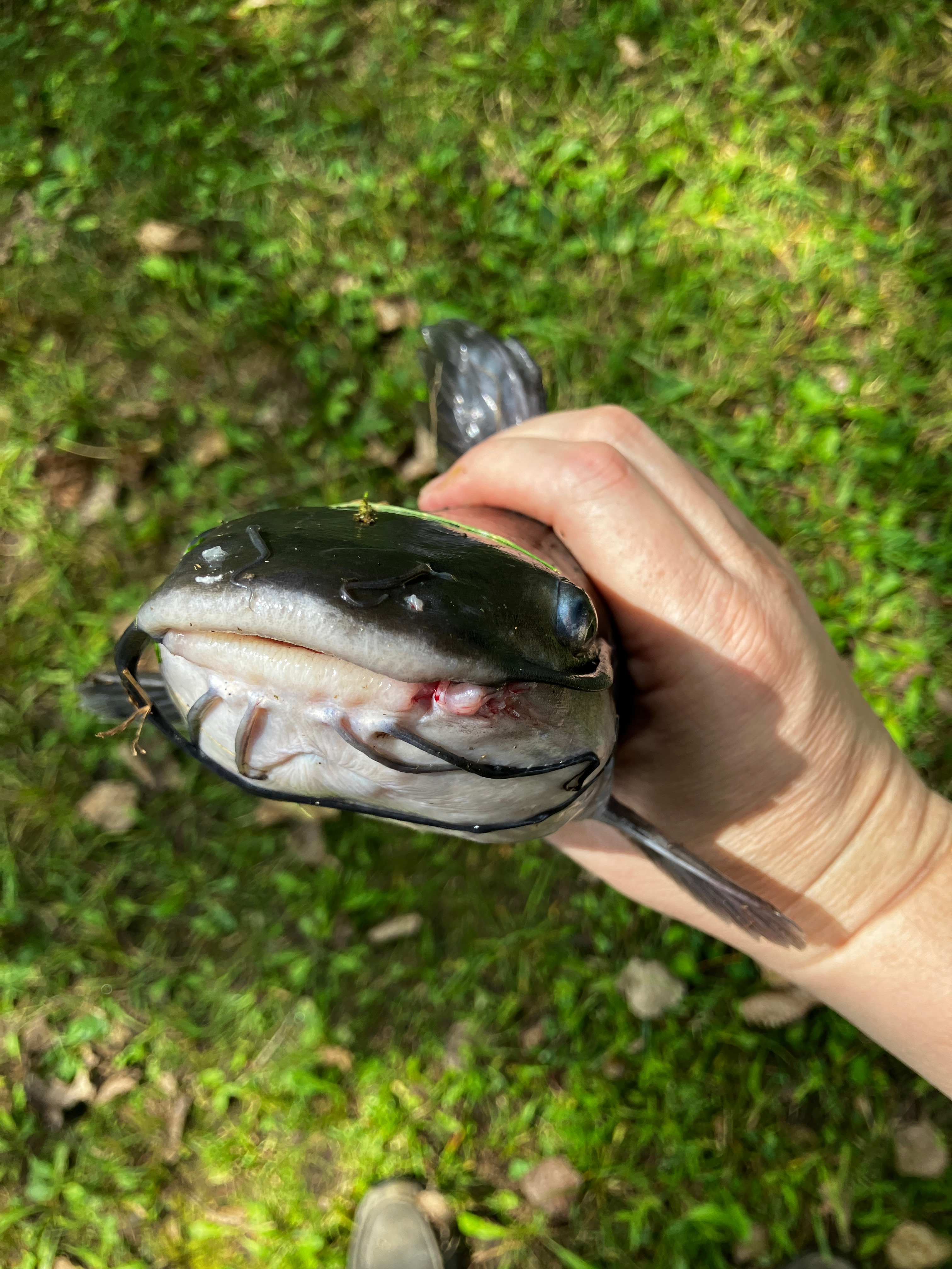 Another view of the catfish I caught in the pond. My lure was in the water literally seconds before I caught it!