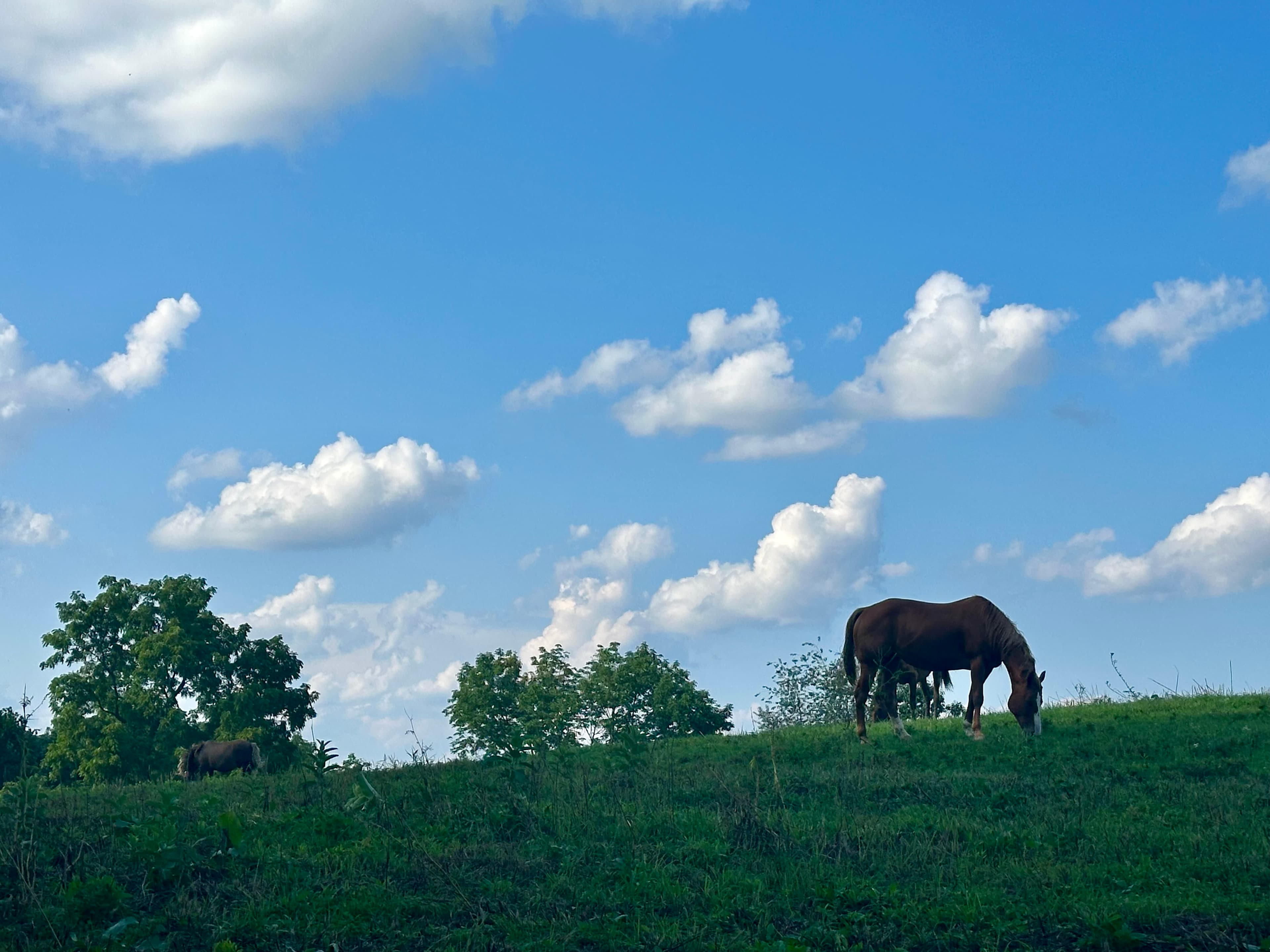 Campsite alongside the horse pasture