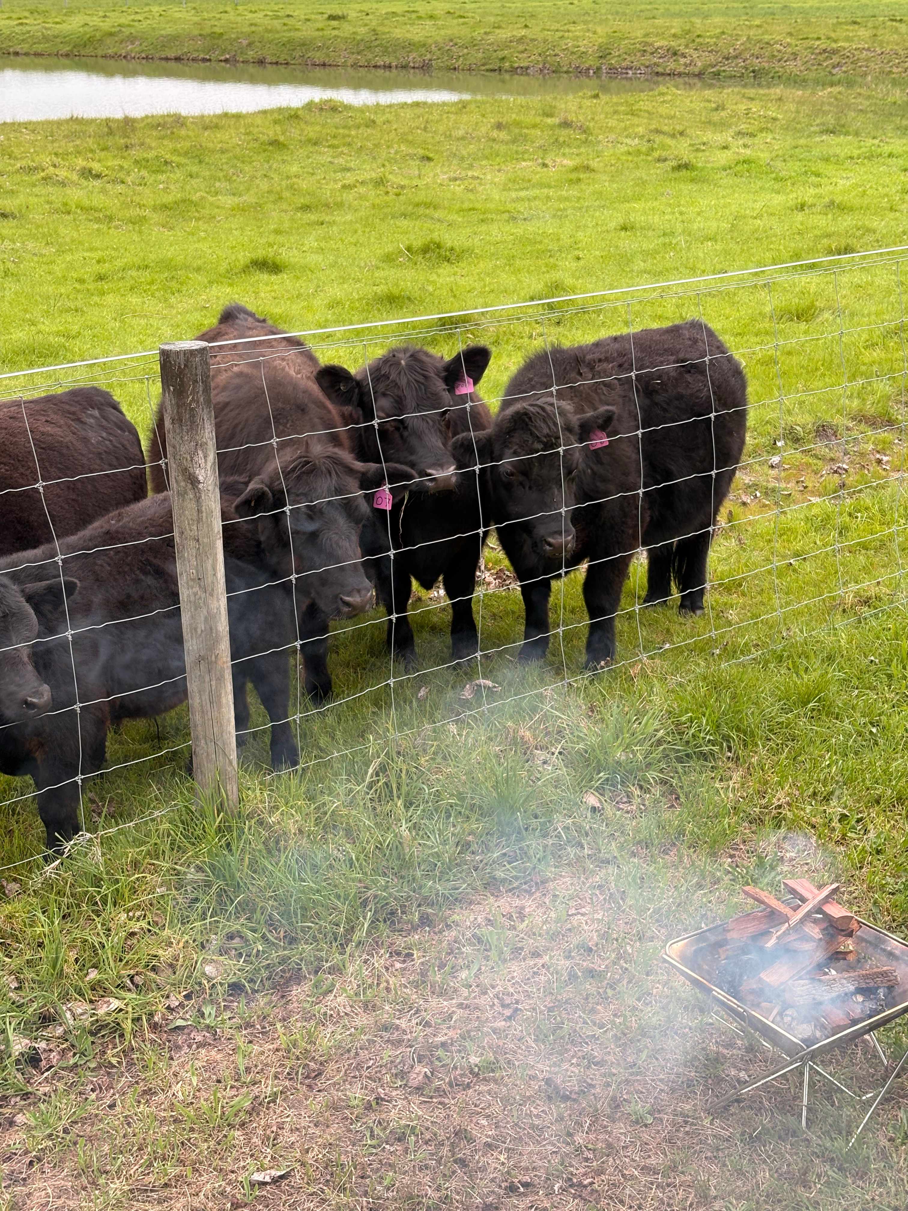 Curious Cows