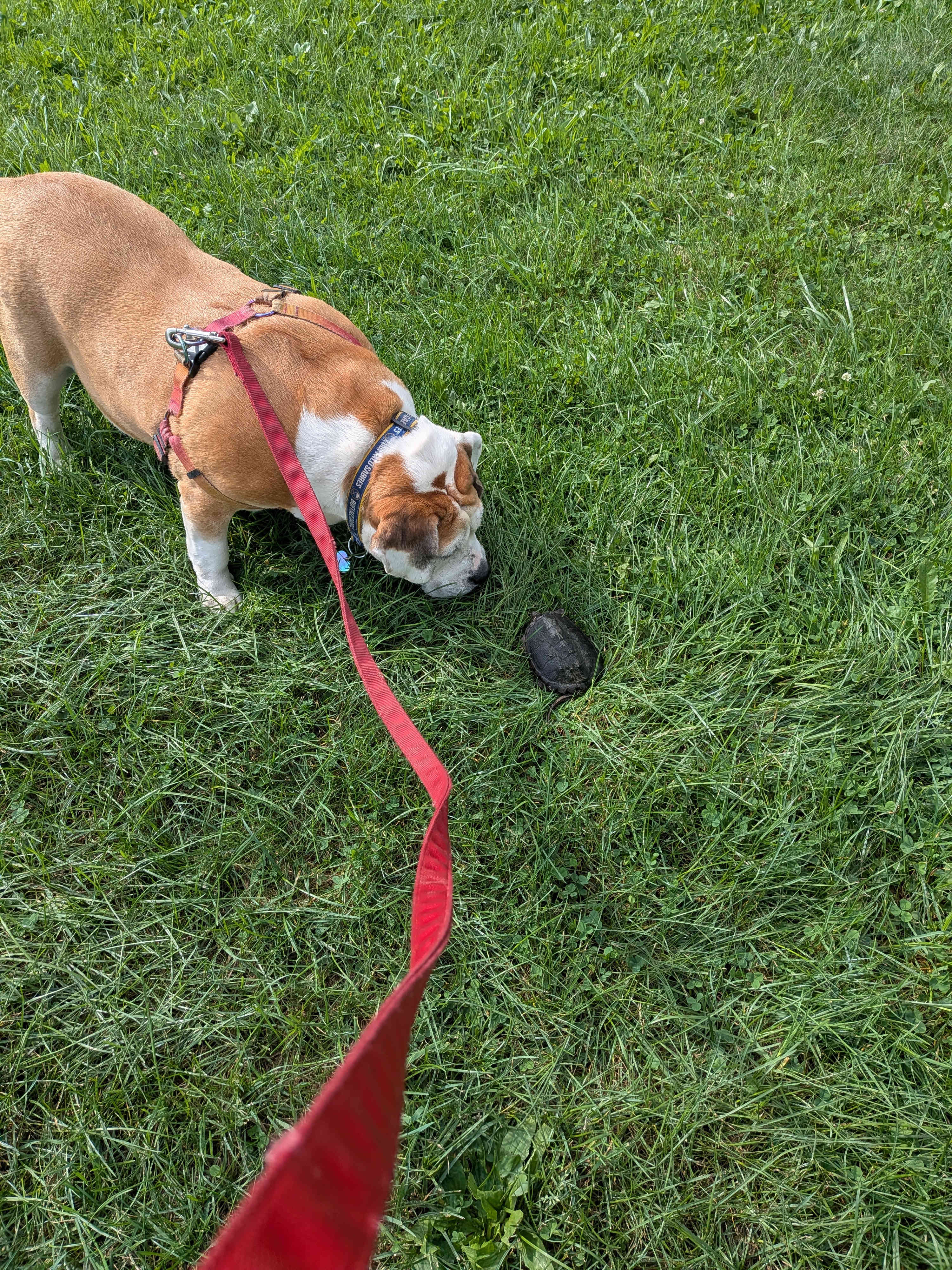 Found a turtle friend
