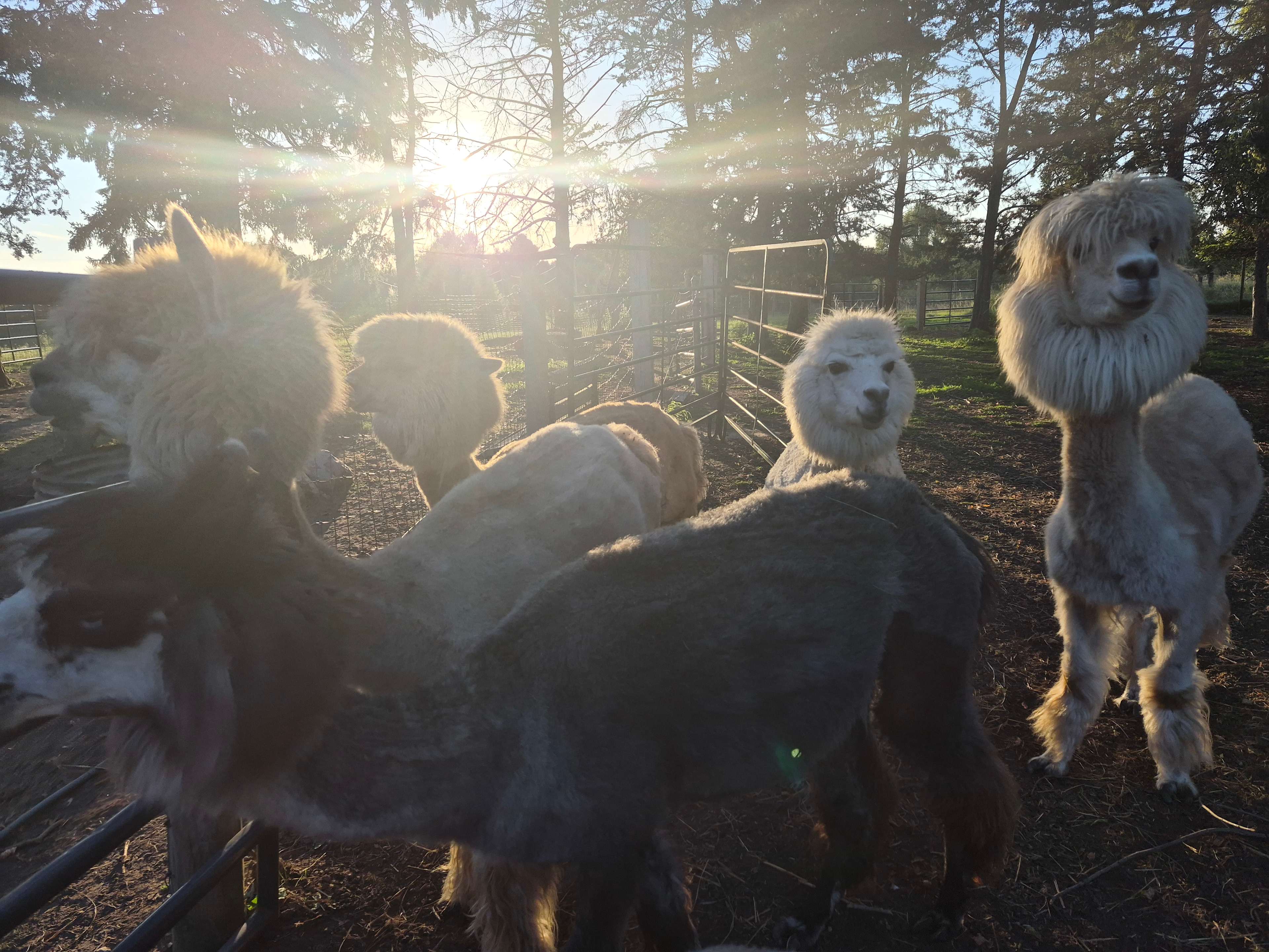 Evergreen Oasis Farm