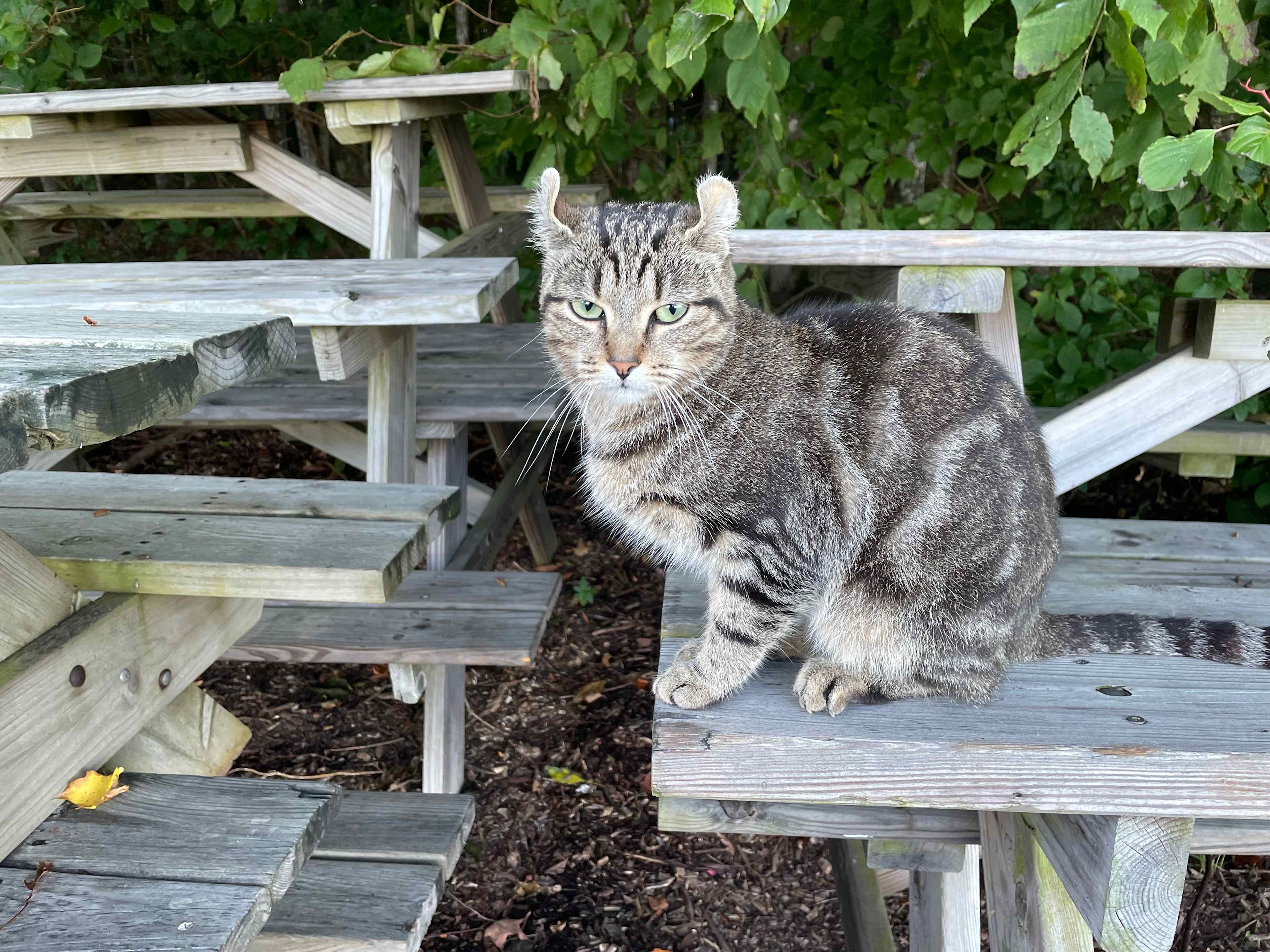 Disco the camp cat