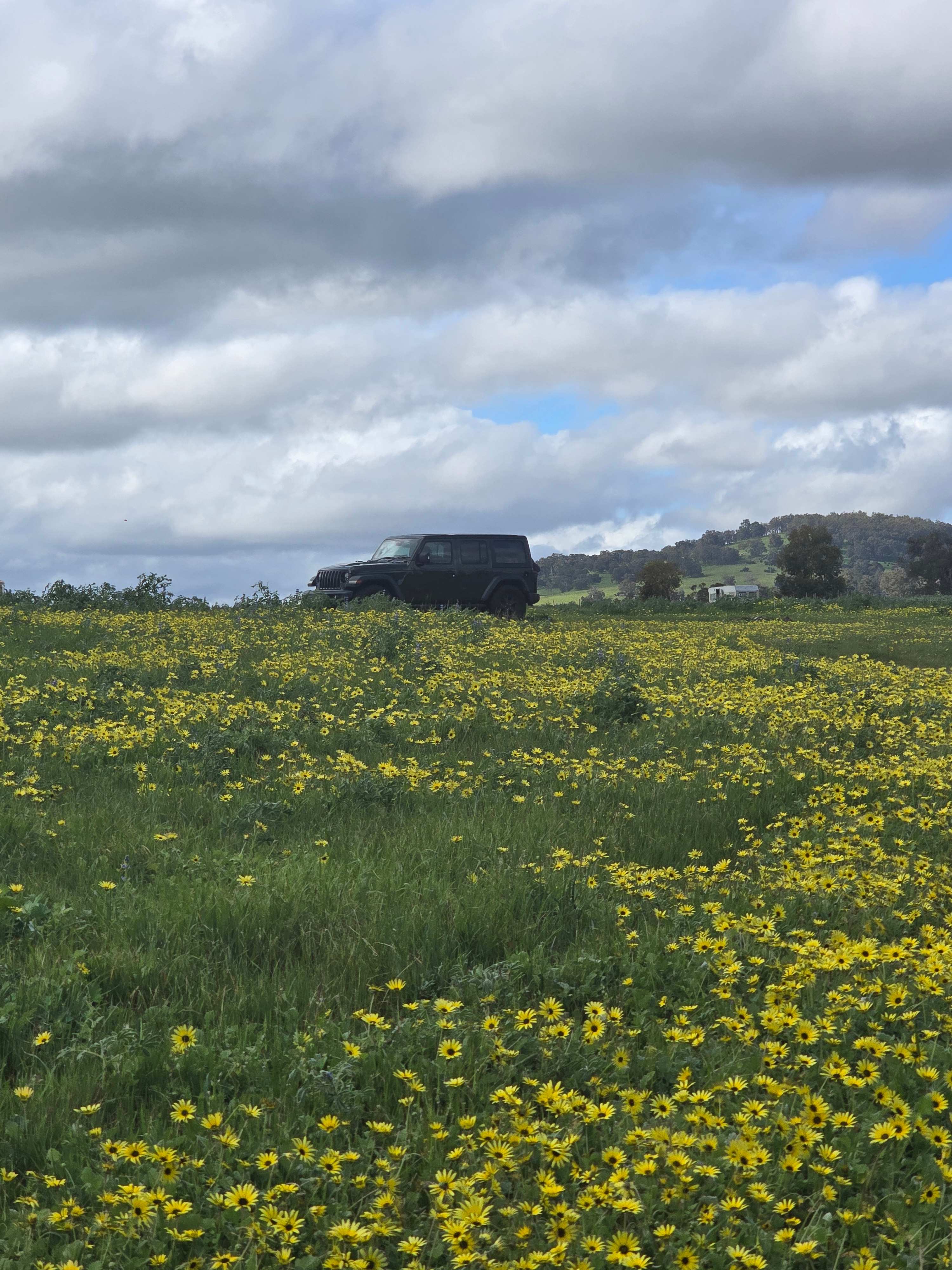 Jacaranda Hill Farm
