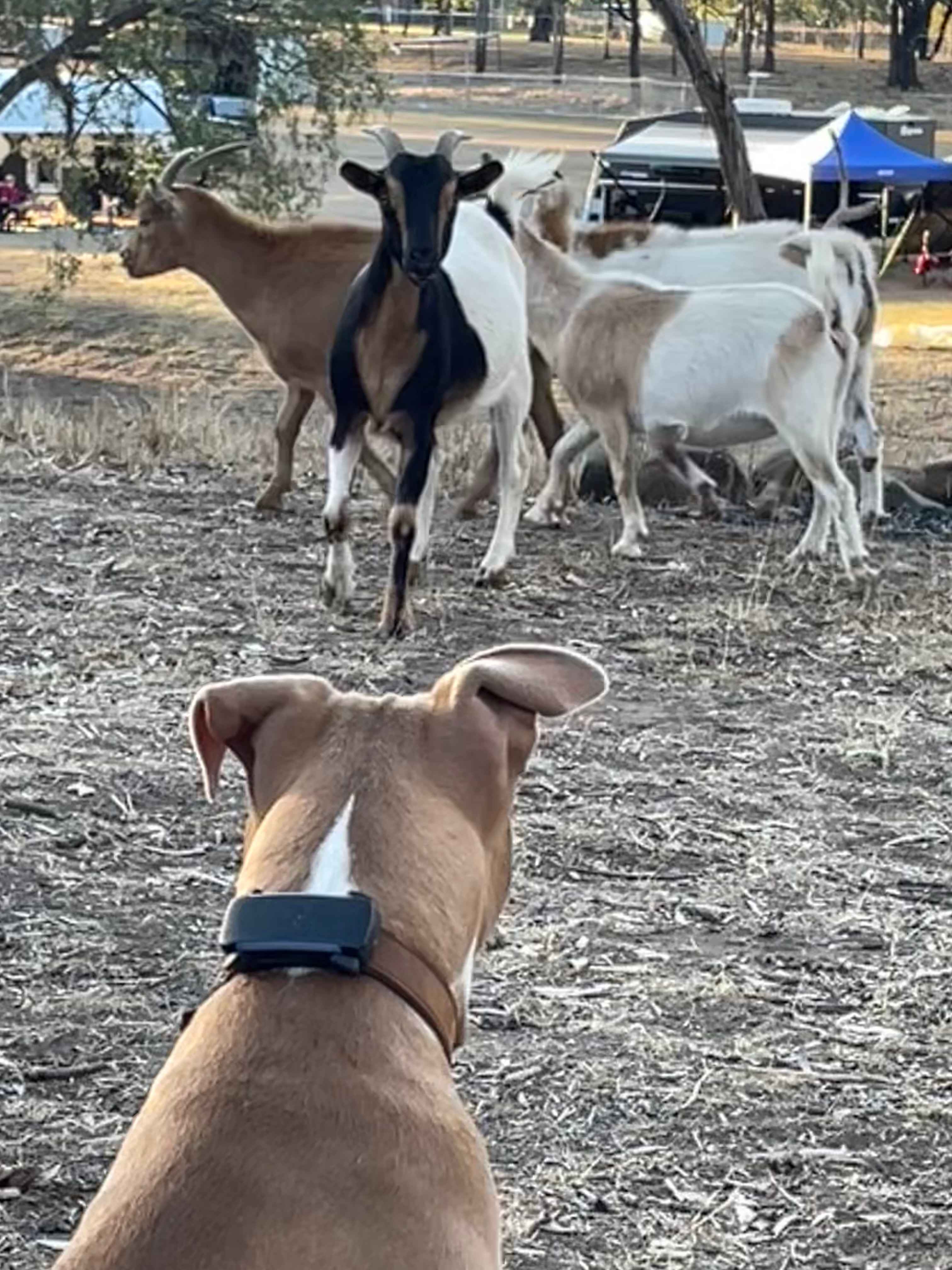 Meeting the locals