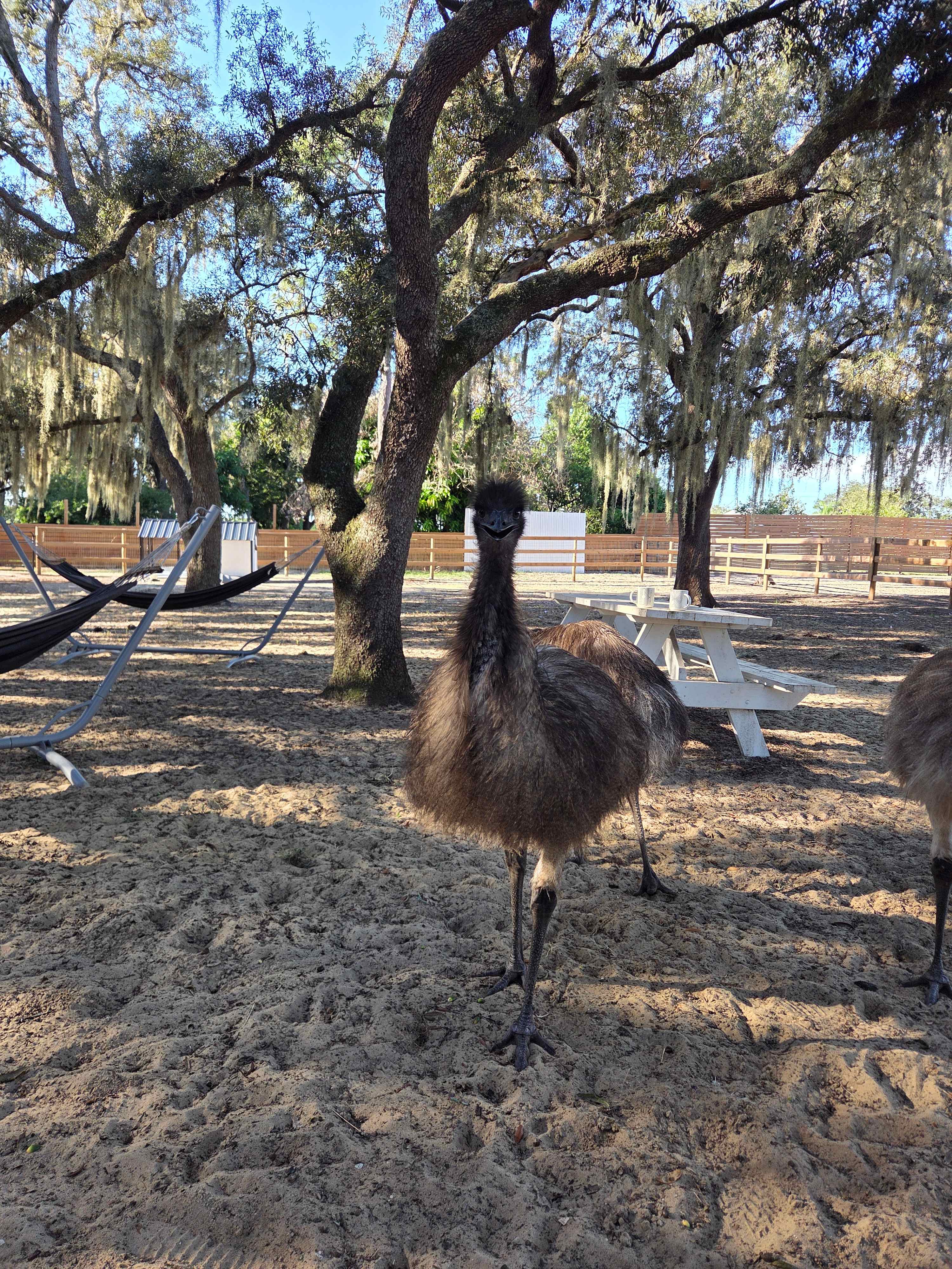 Camp with Goats and Ostrich