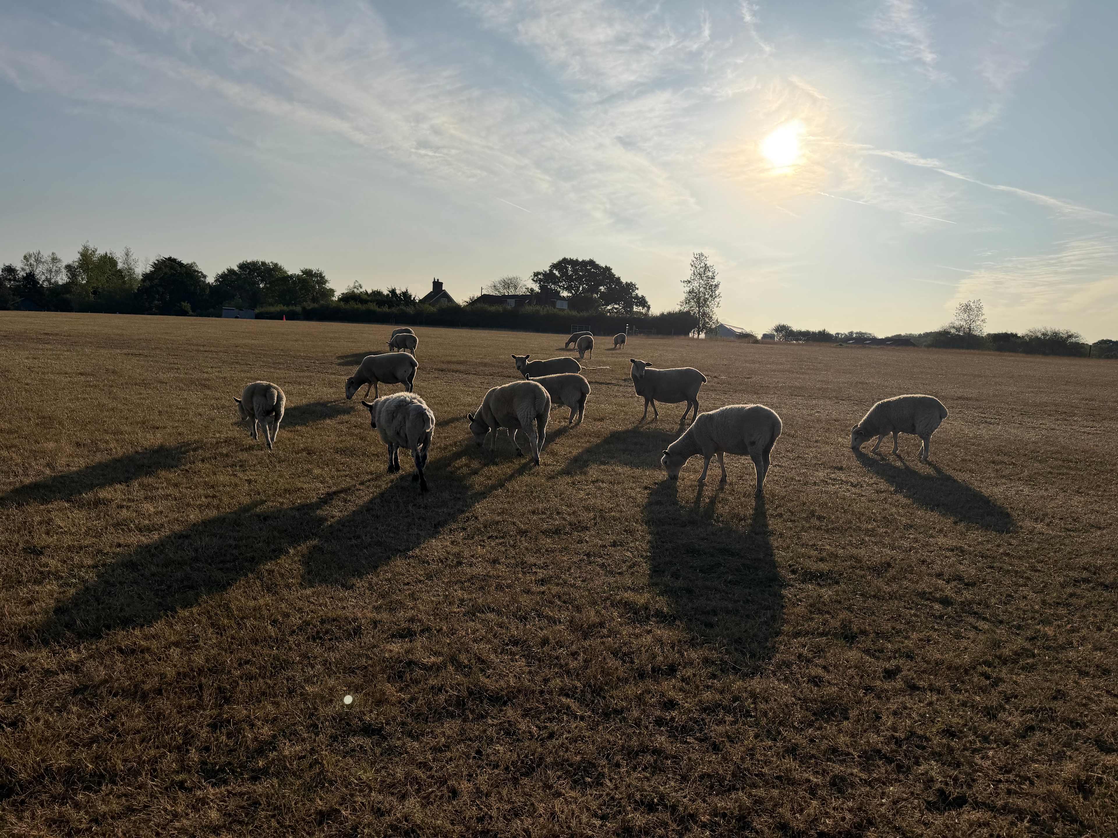 Setts Wood Camping and Glamping