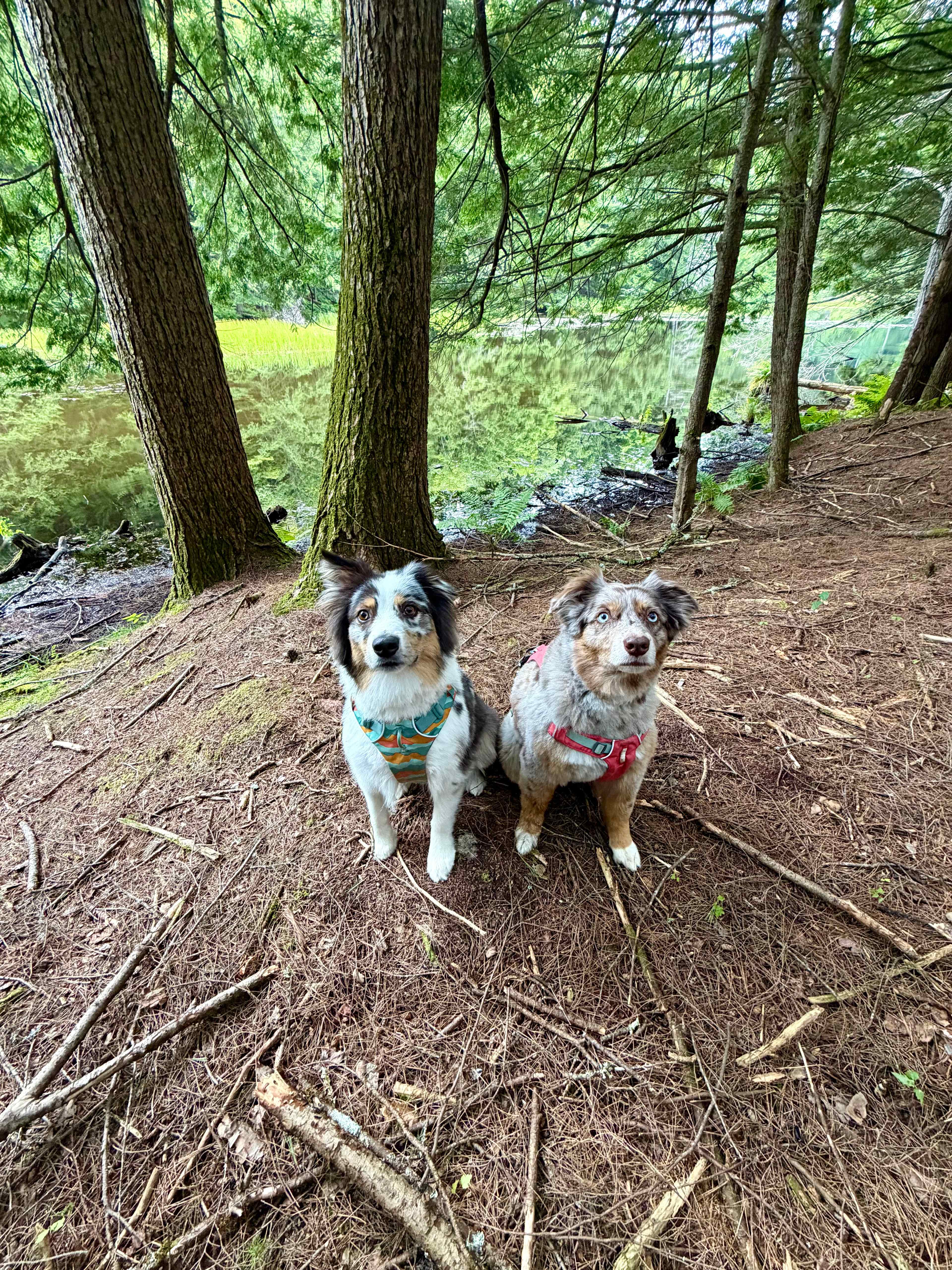 Mags Mountain
