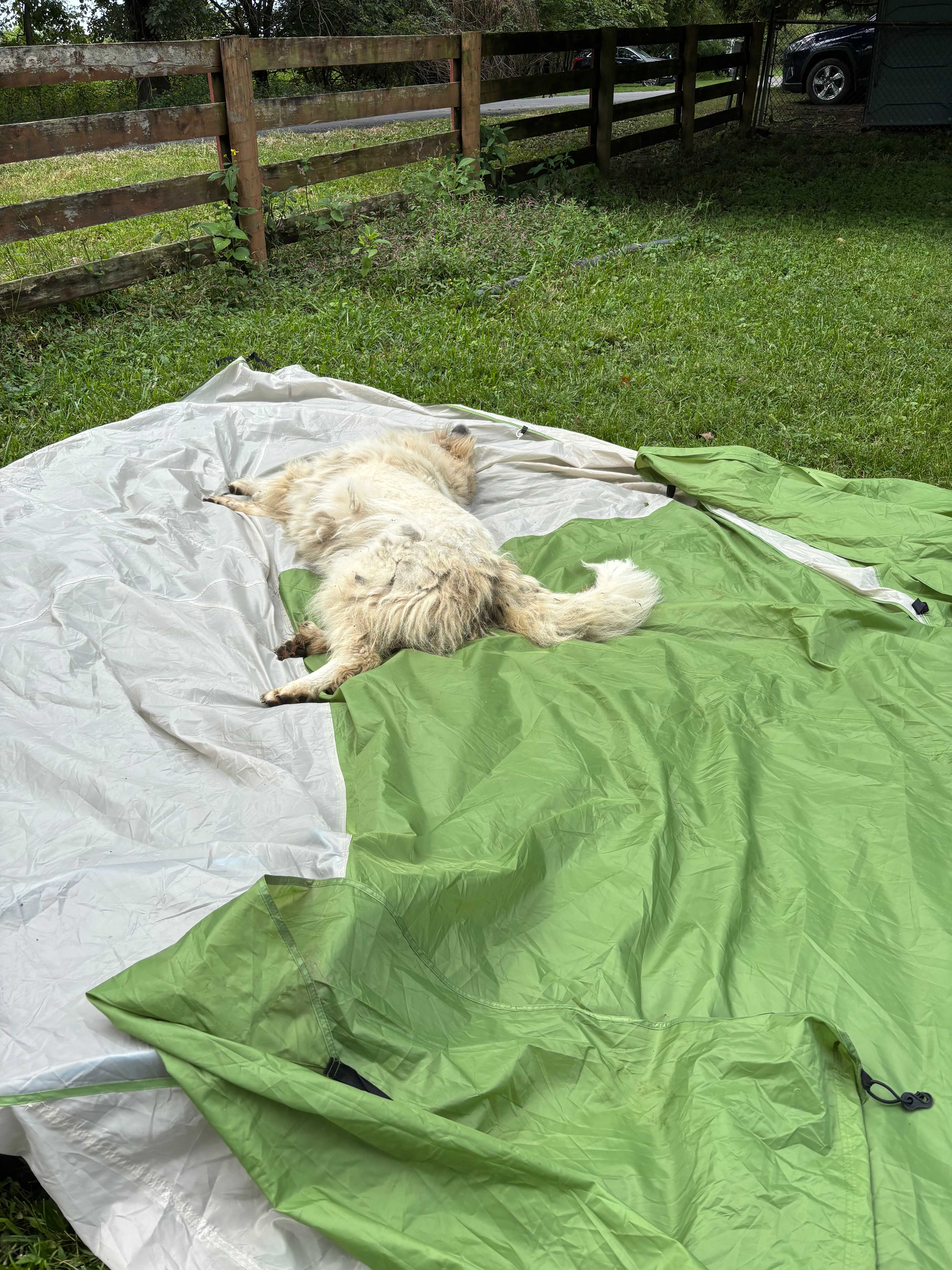 Camping with Unruly Goats