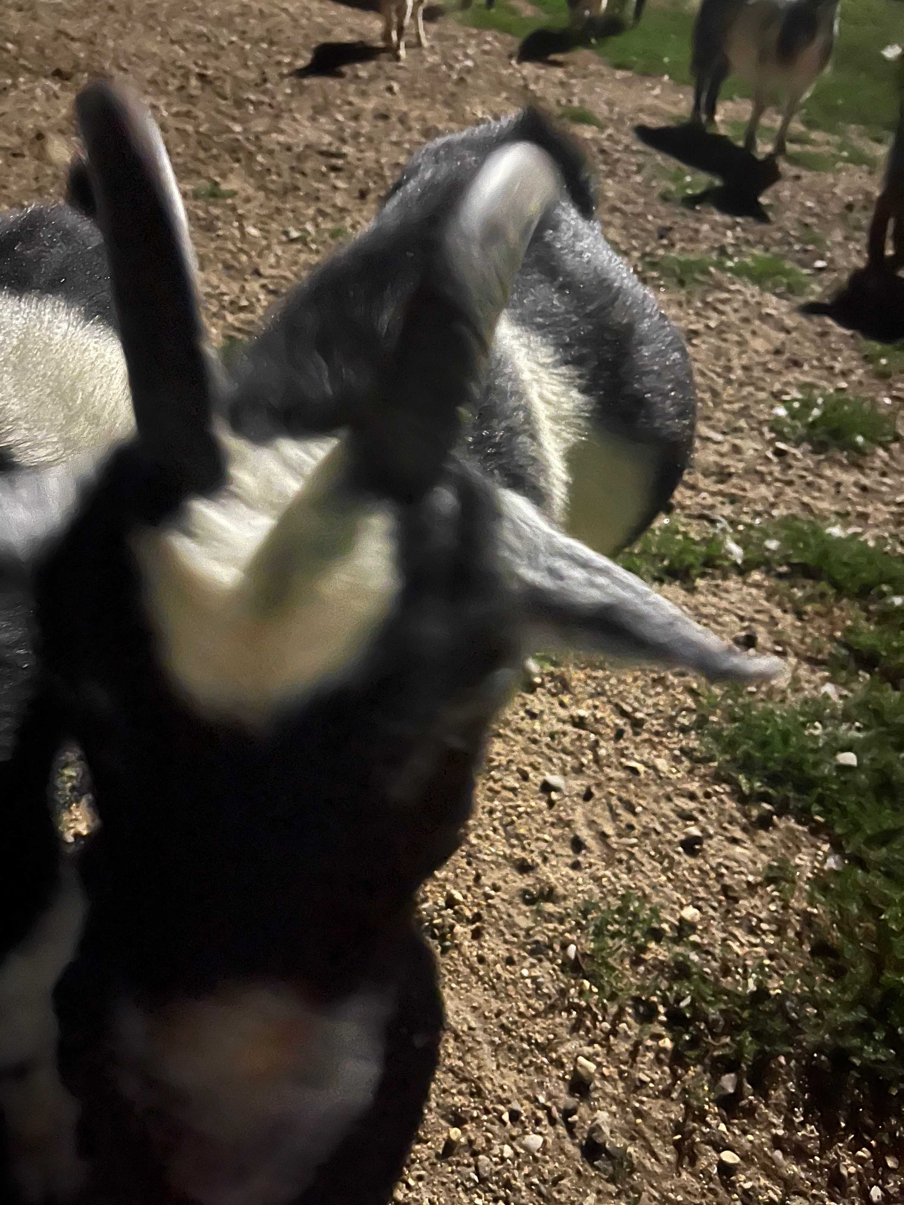Goats!