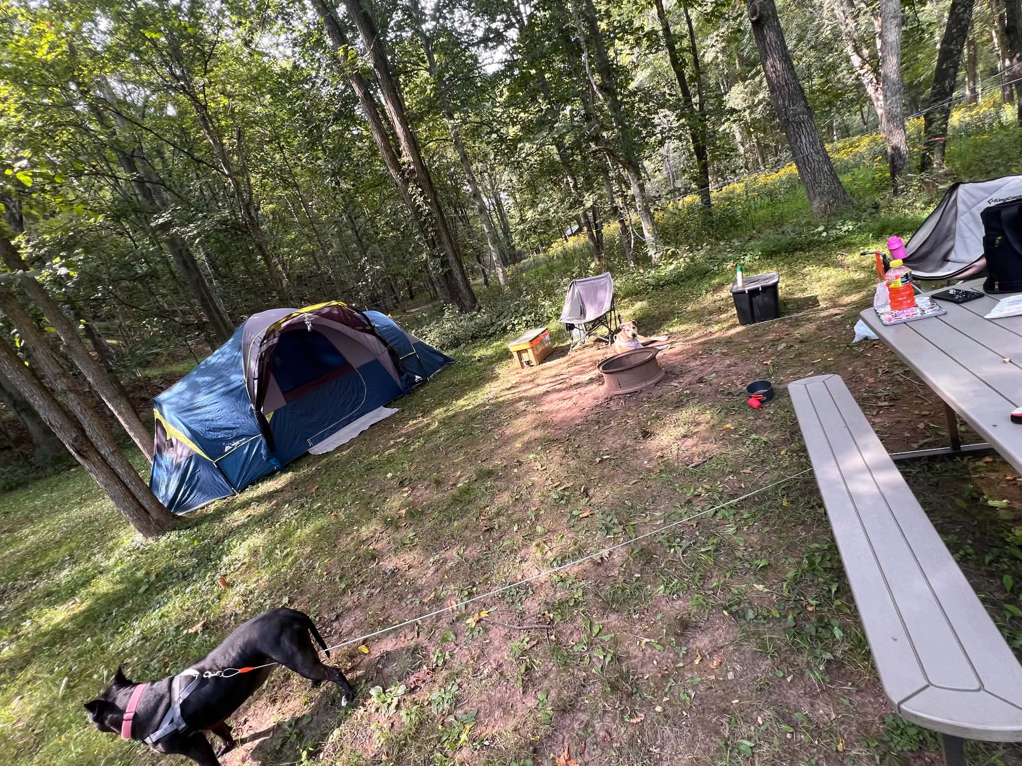Picture of the site