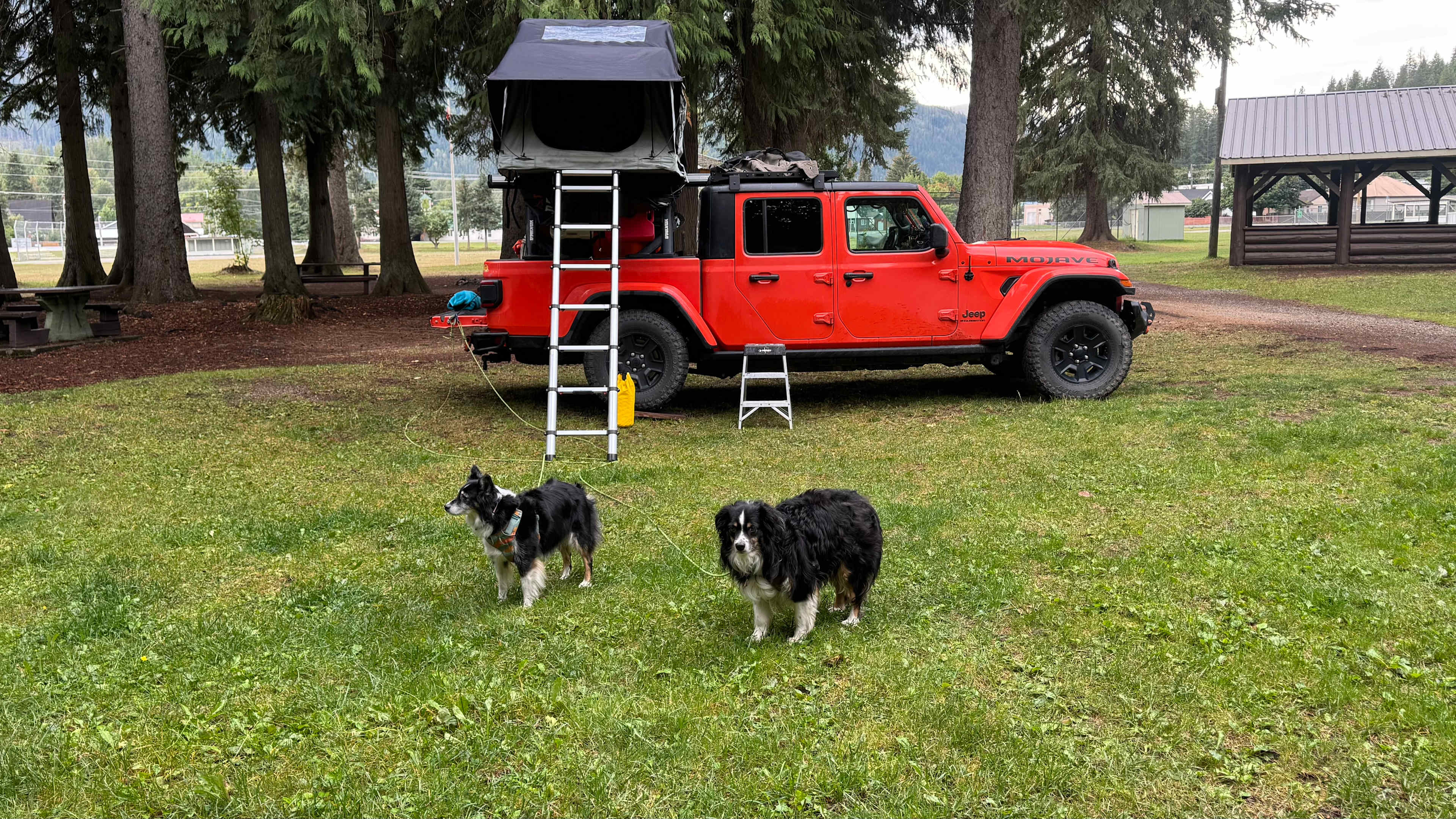 Dogs ok