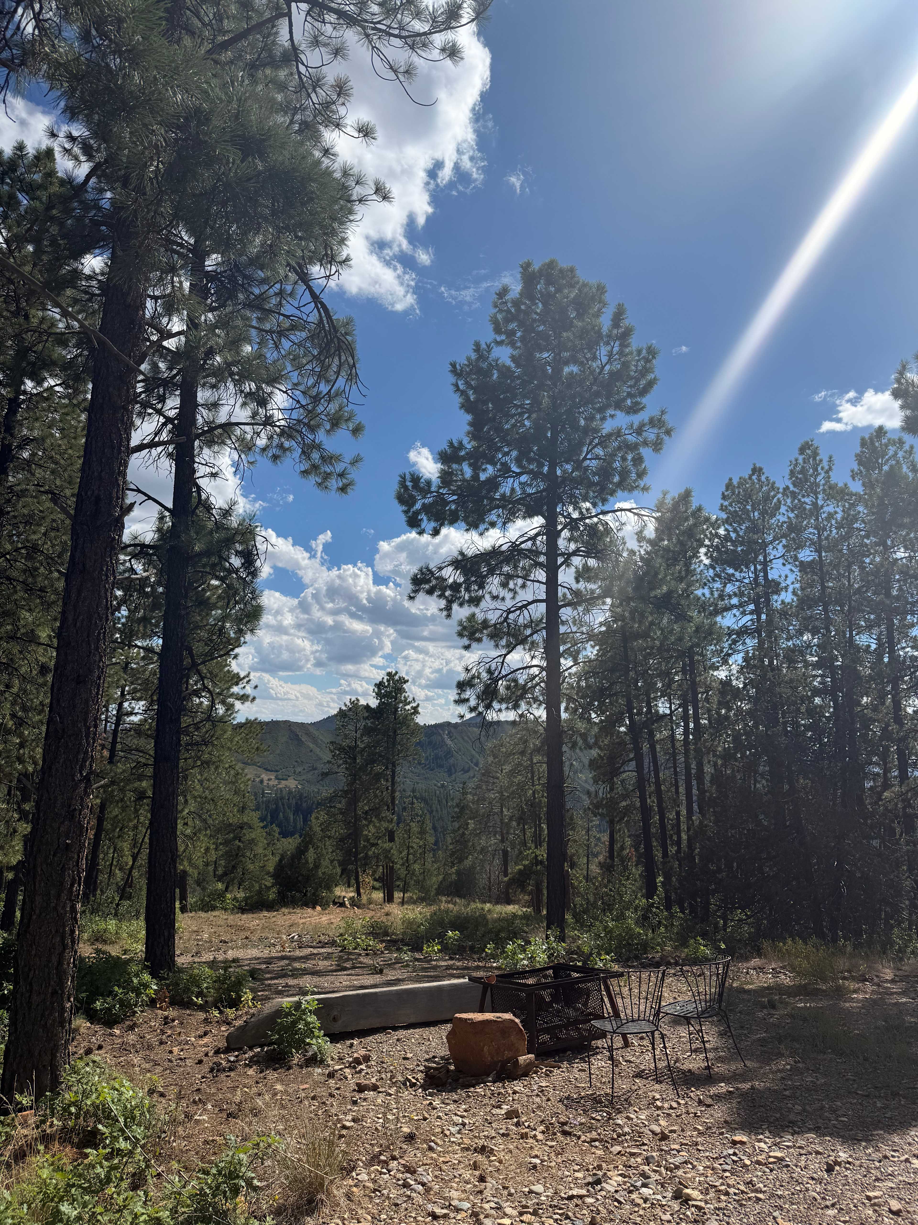 Bear springs