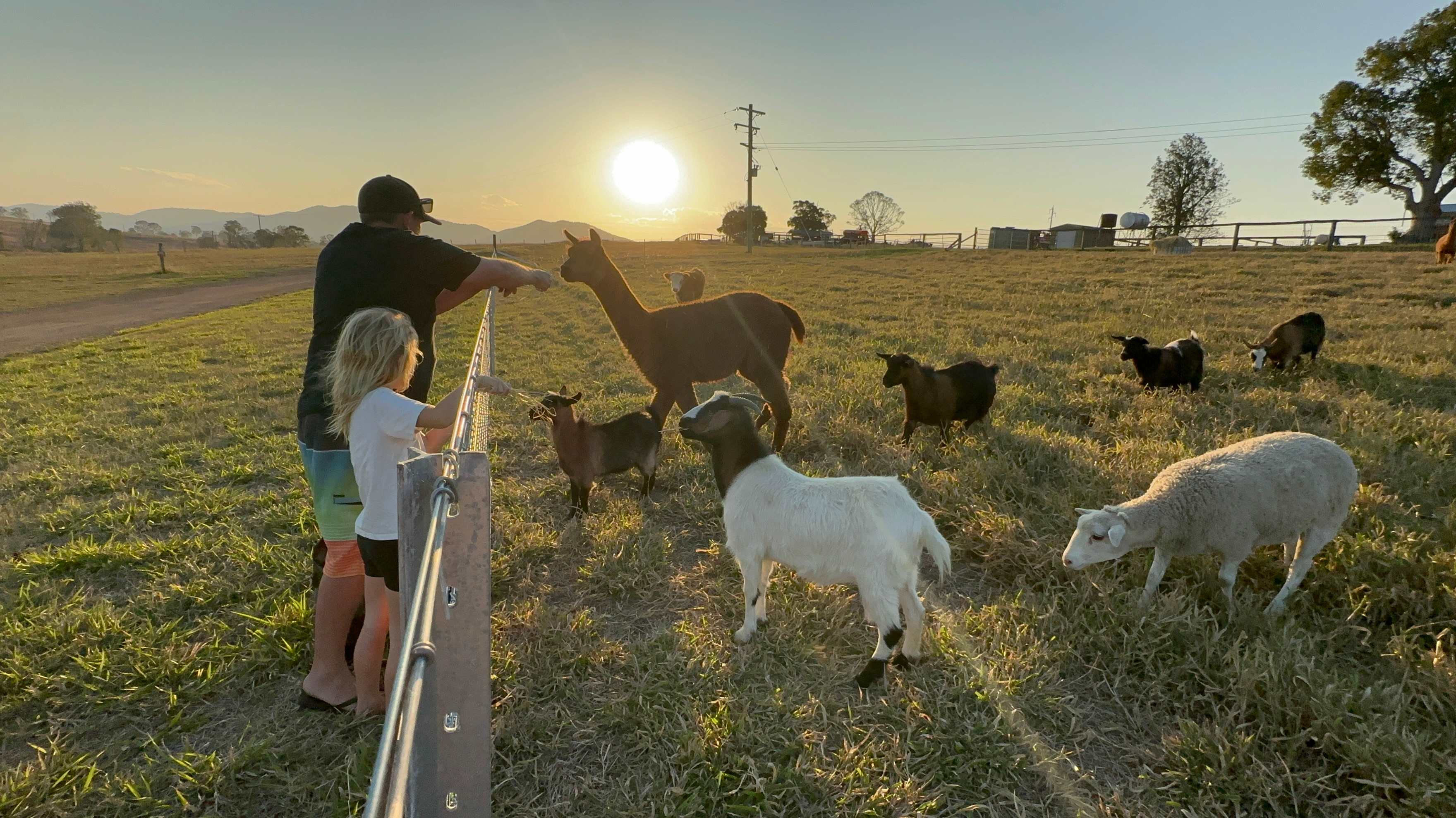 Farm animals 