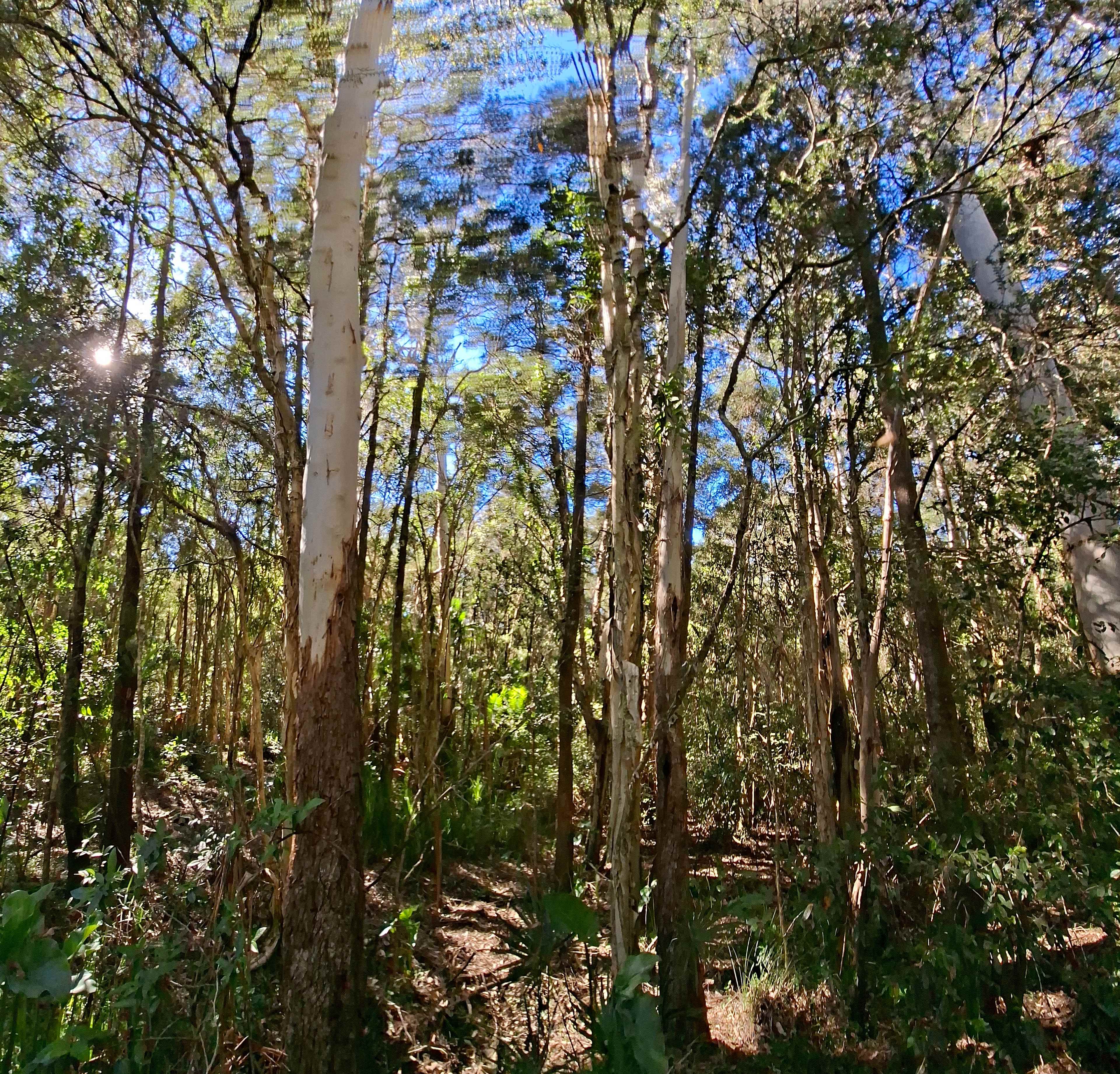 Group of trees photographed on the 1km walk around the property