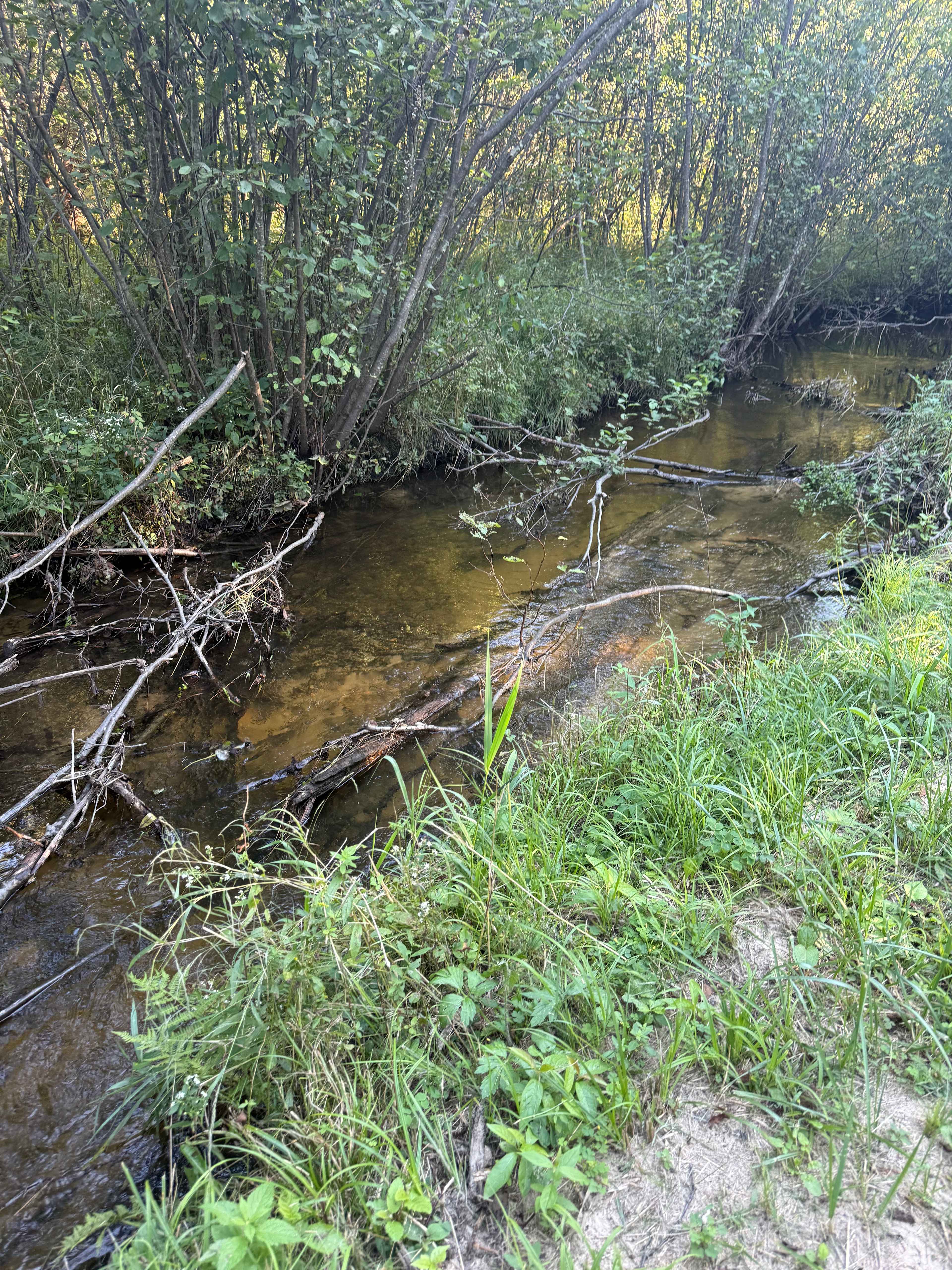 Up close shot of the creek 