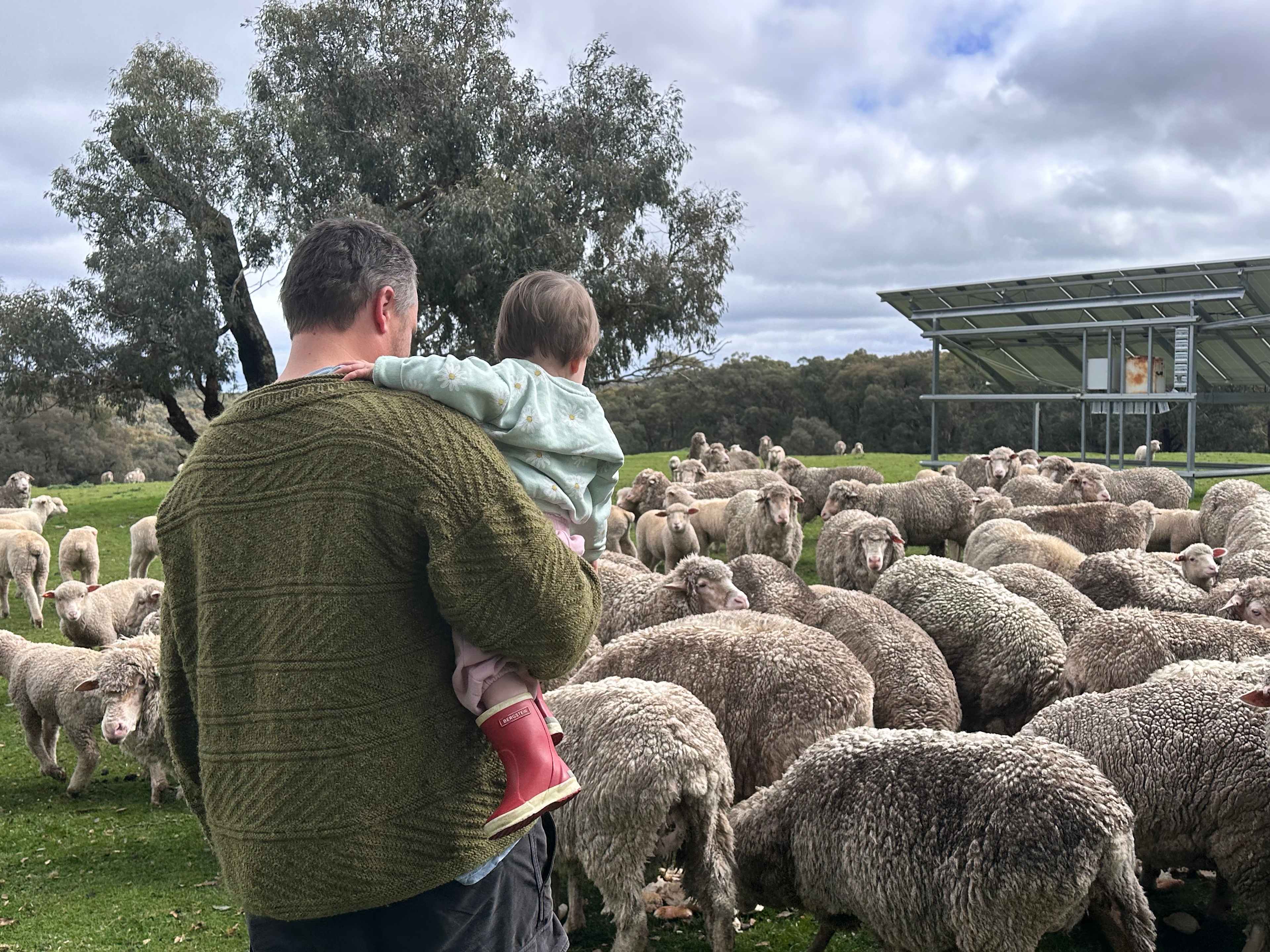 Feeding the sheep with John. 