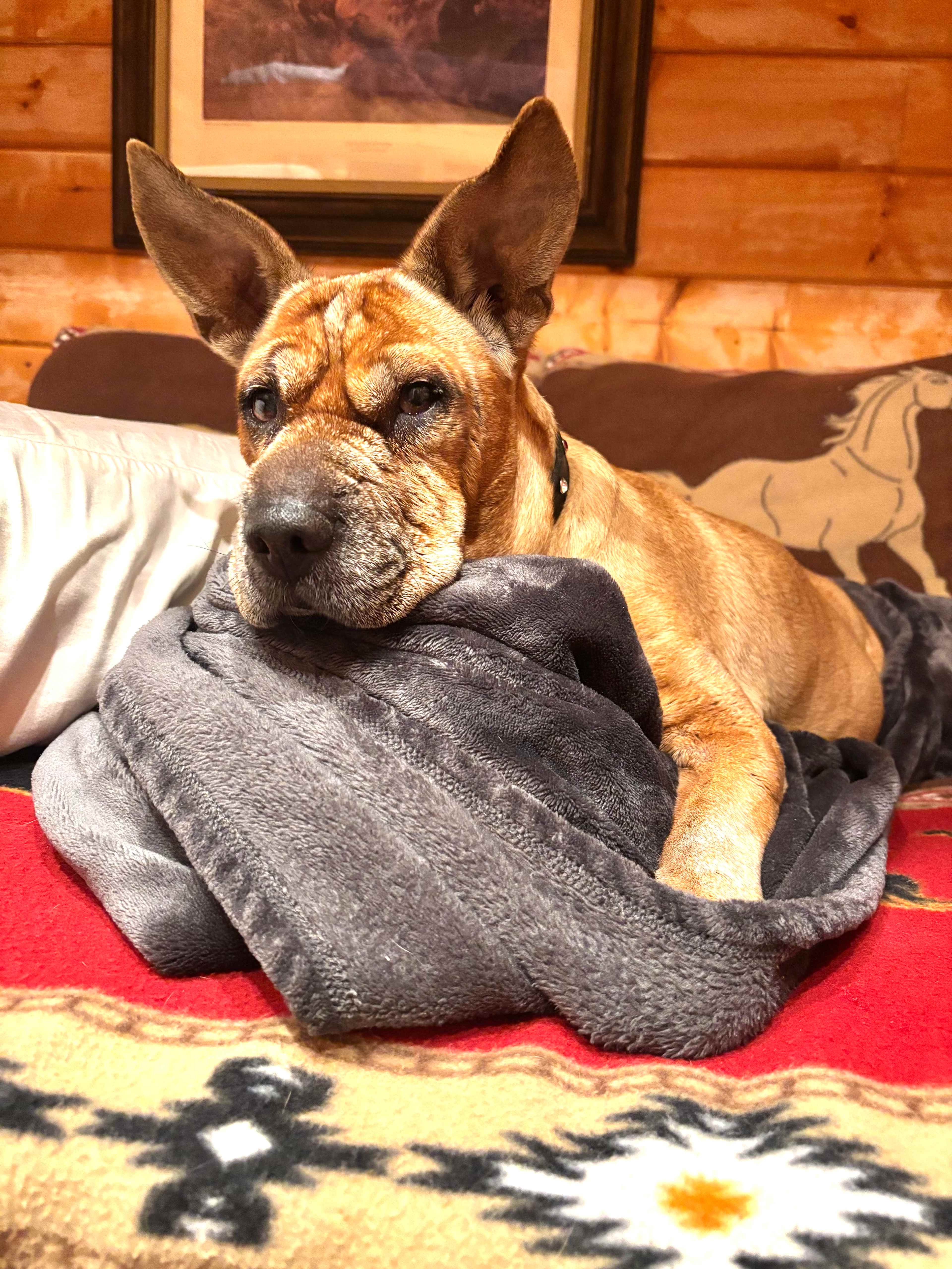 Puppy approved 