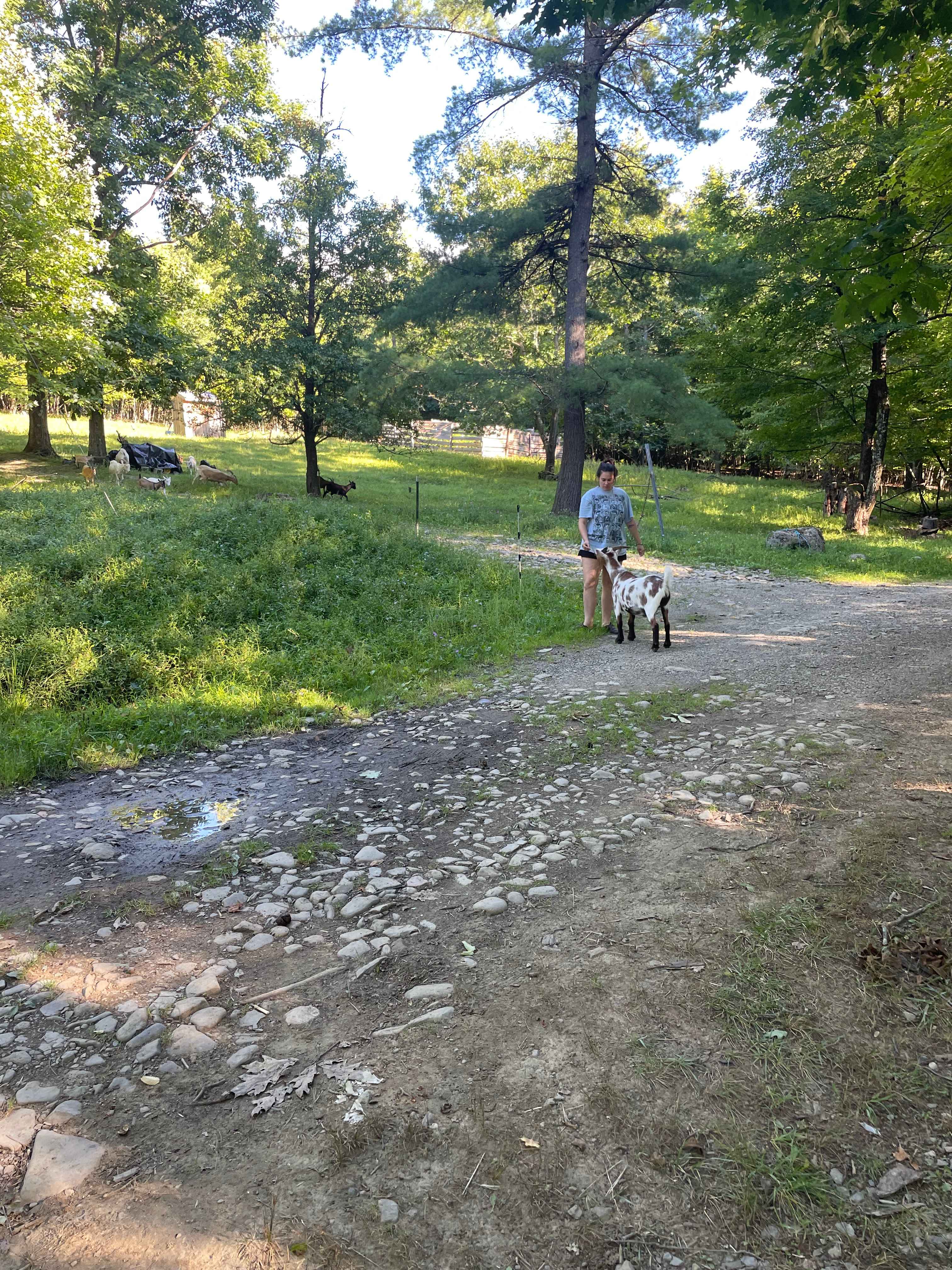 Grace with goats
