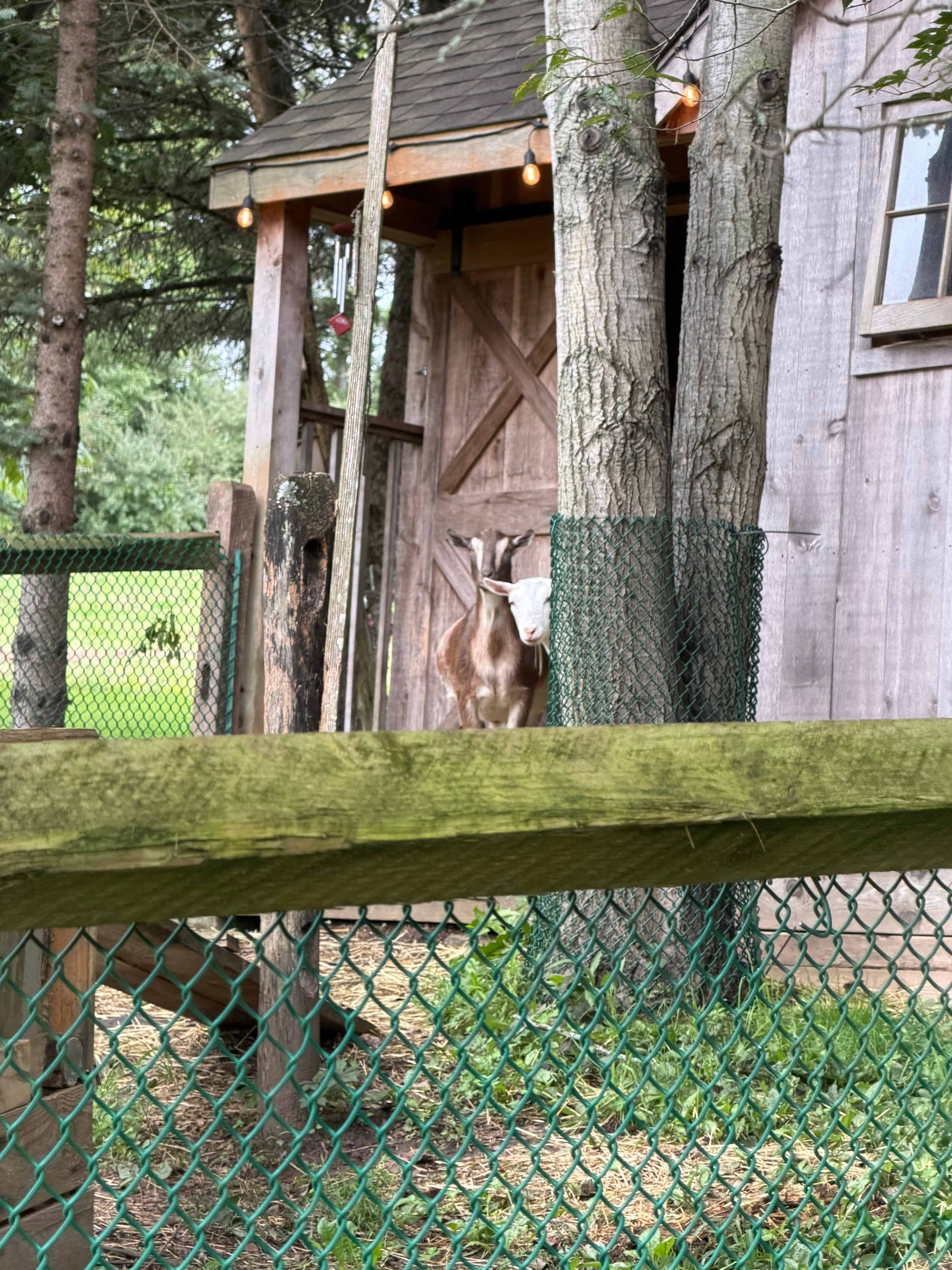 Mickelberry Forest Gardens