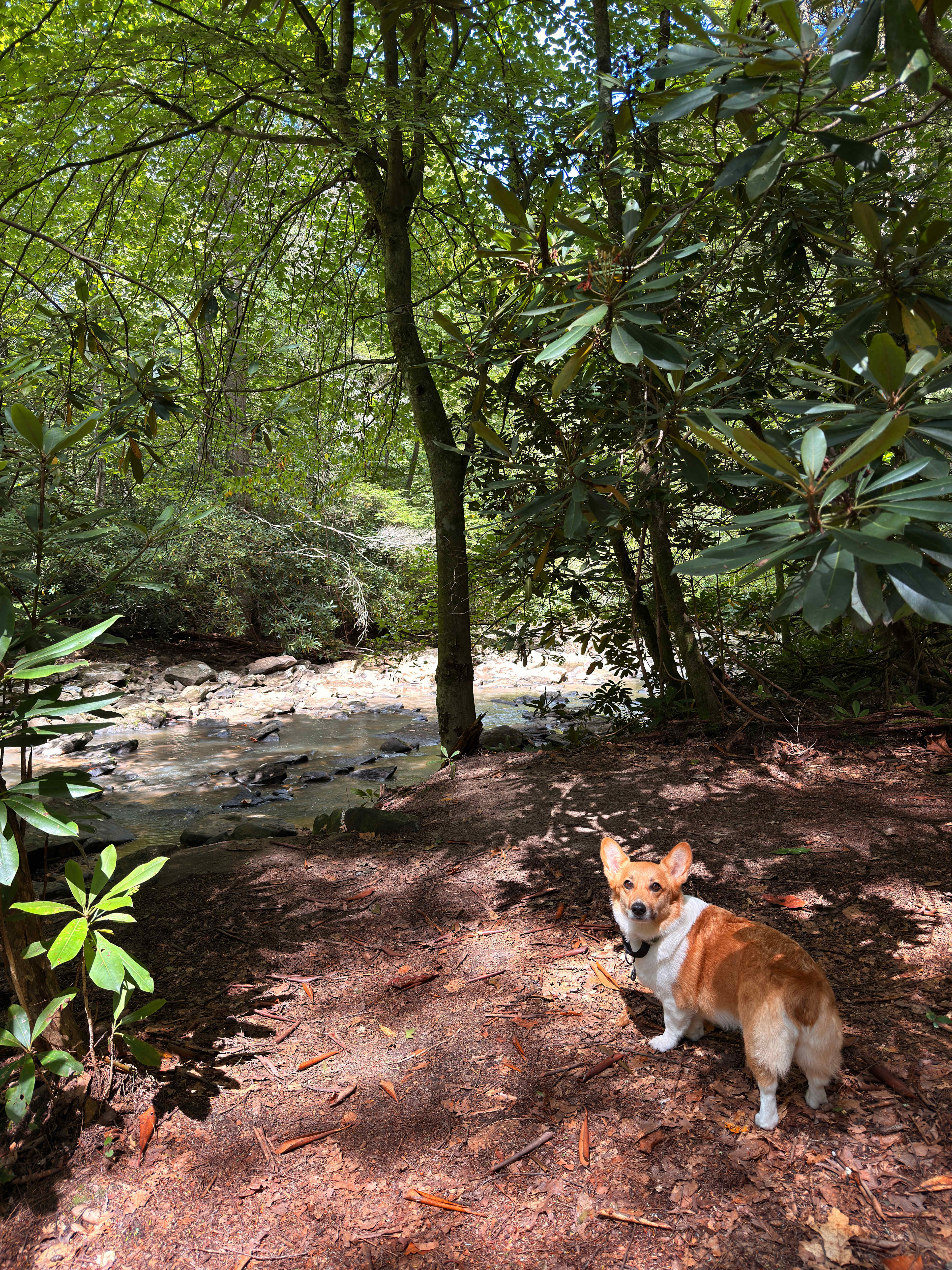 Possum Holler Camp- New River Gorge