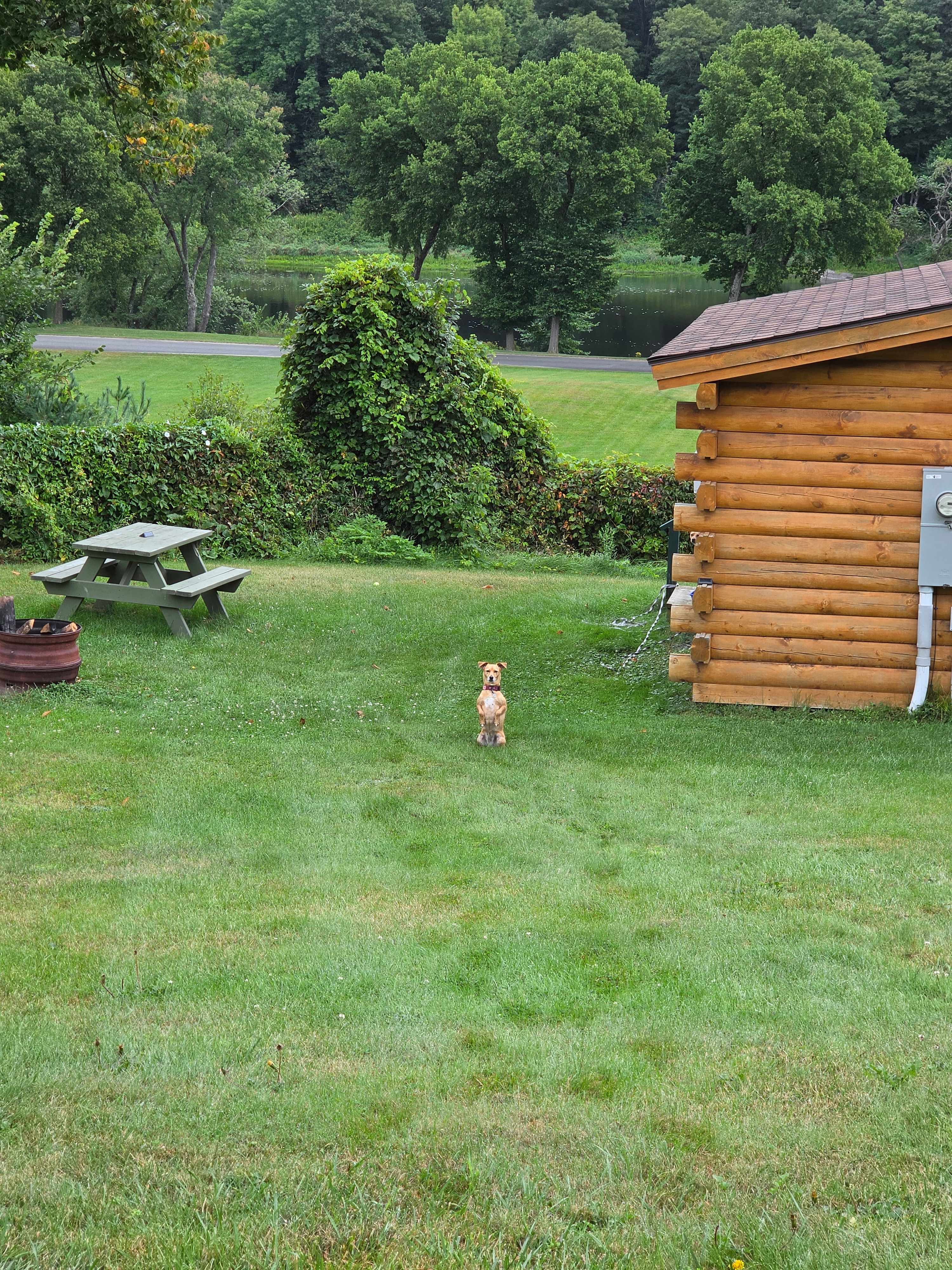 Pup approval!