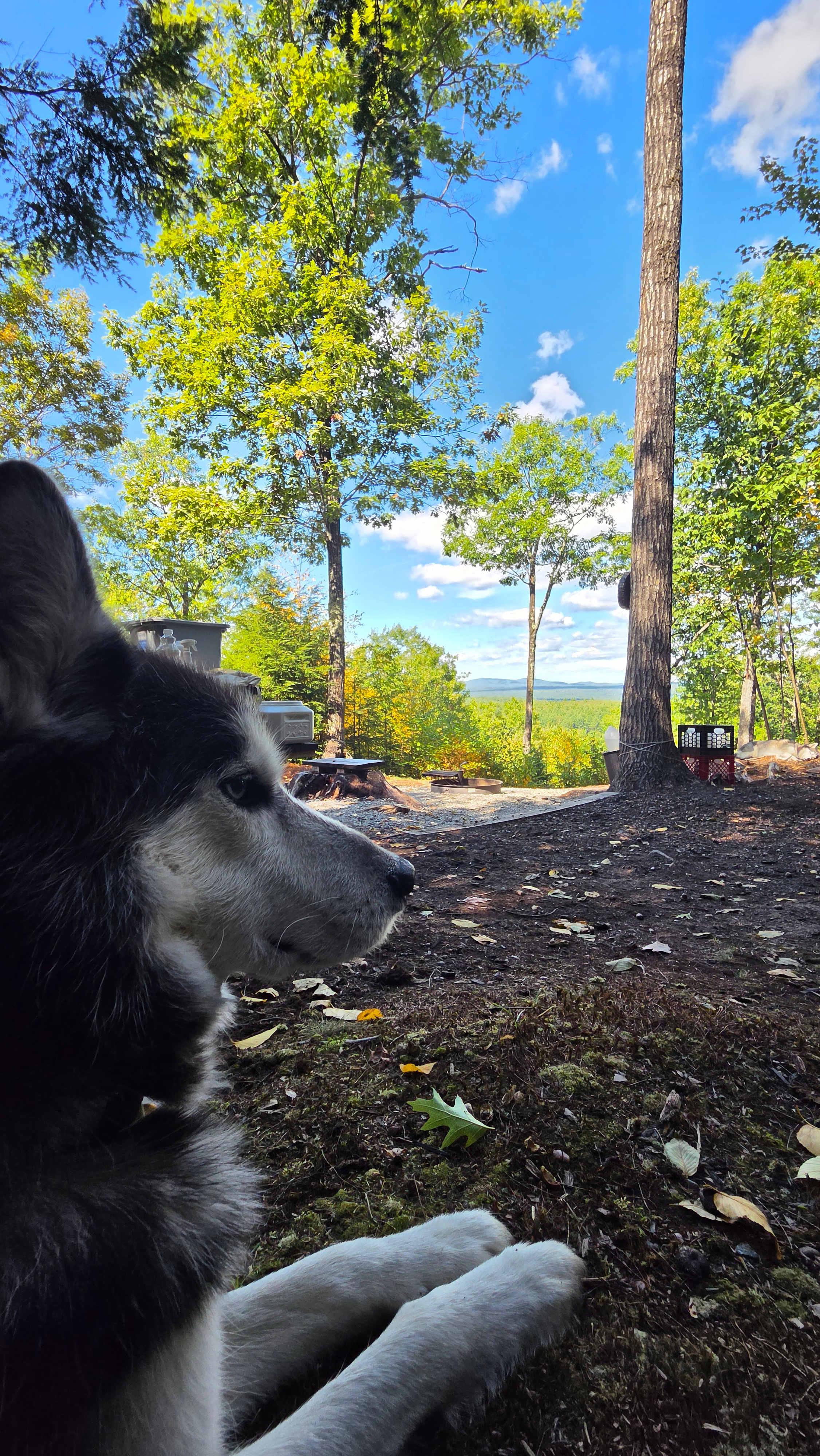 Hussey Mountain Tree Farm