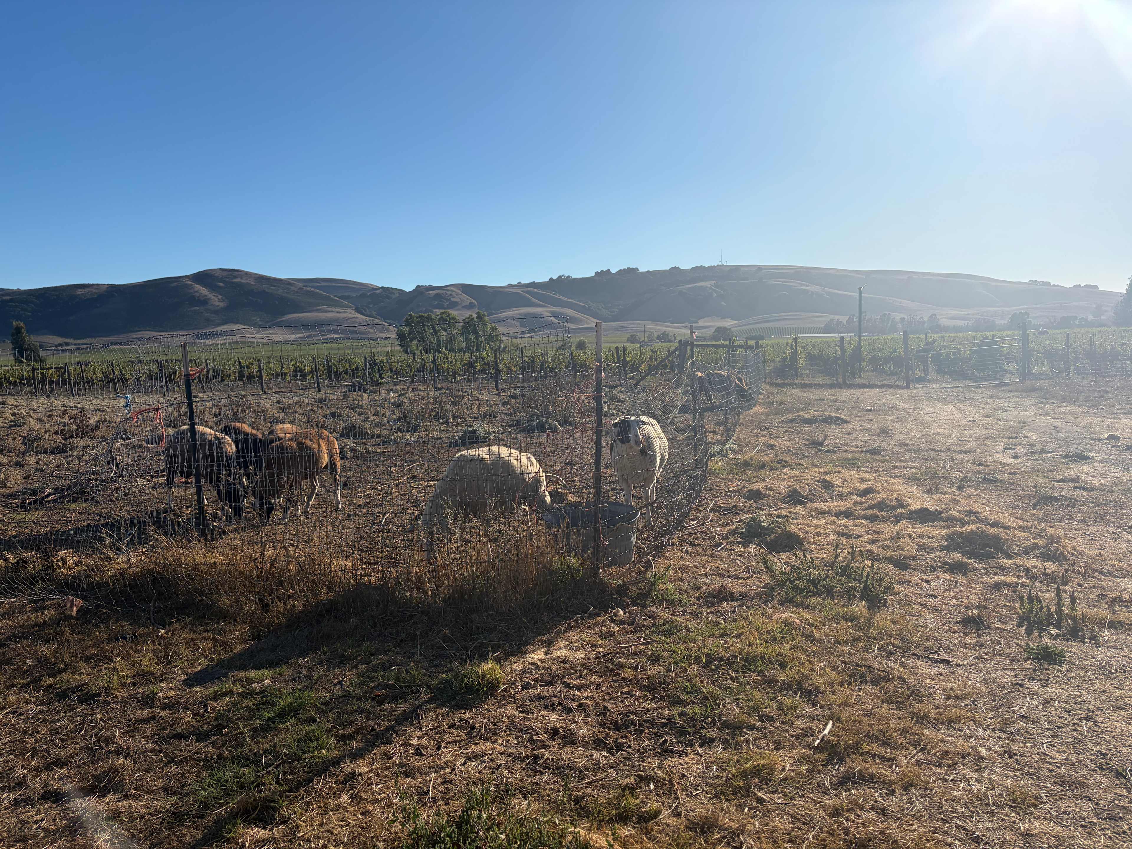 Studdert Family Farm