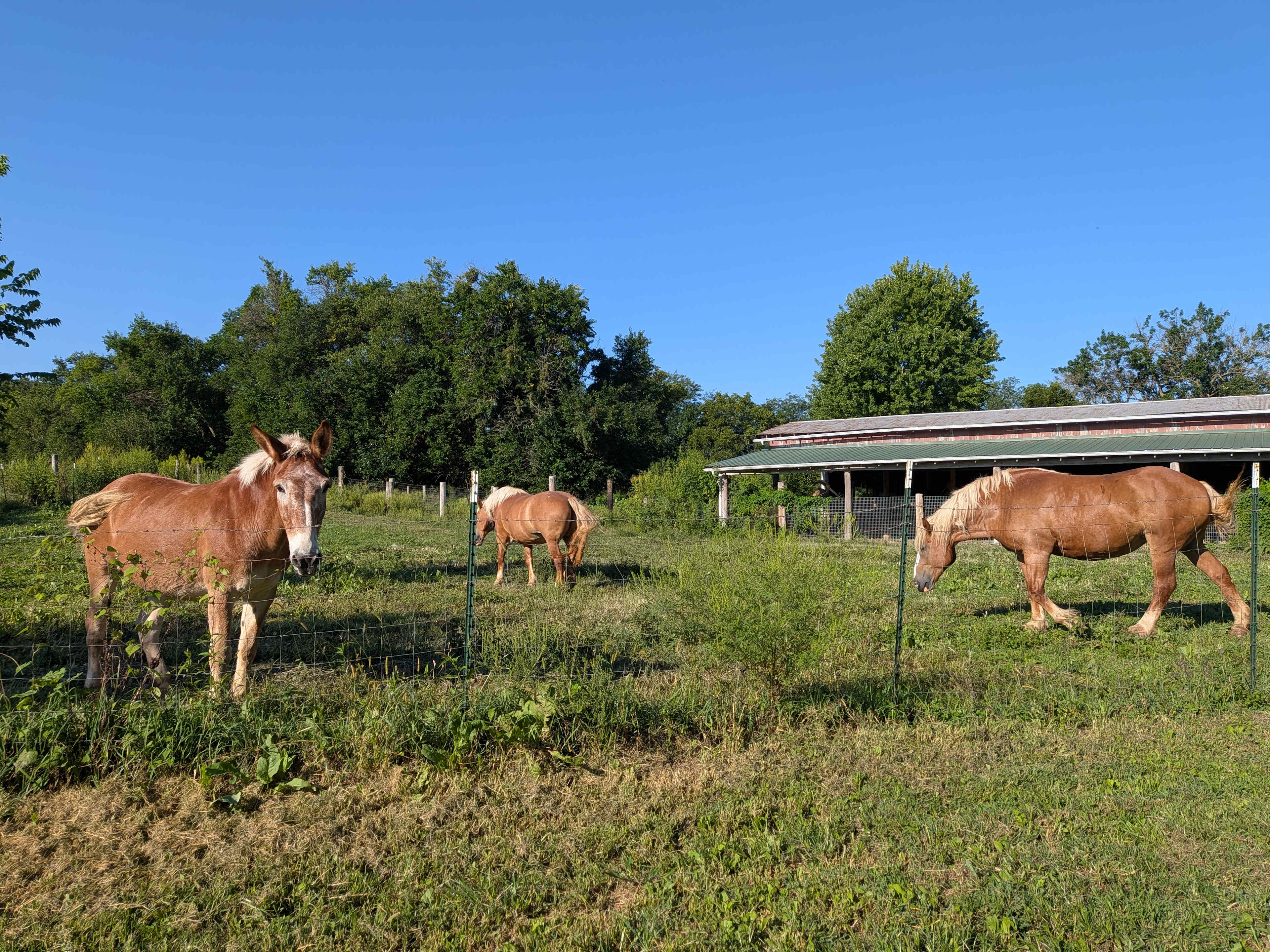 Bear Creek Farm and Ranch