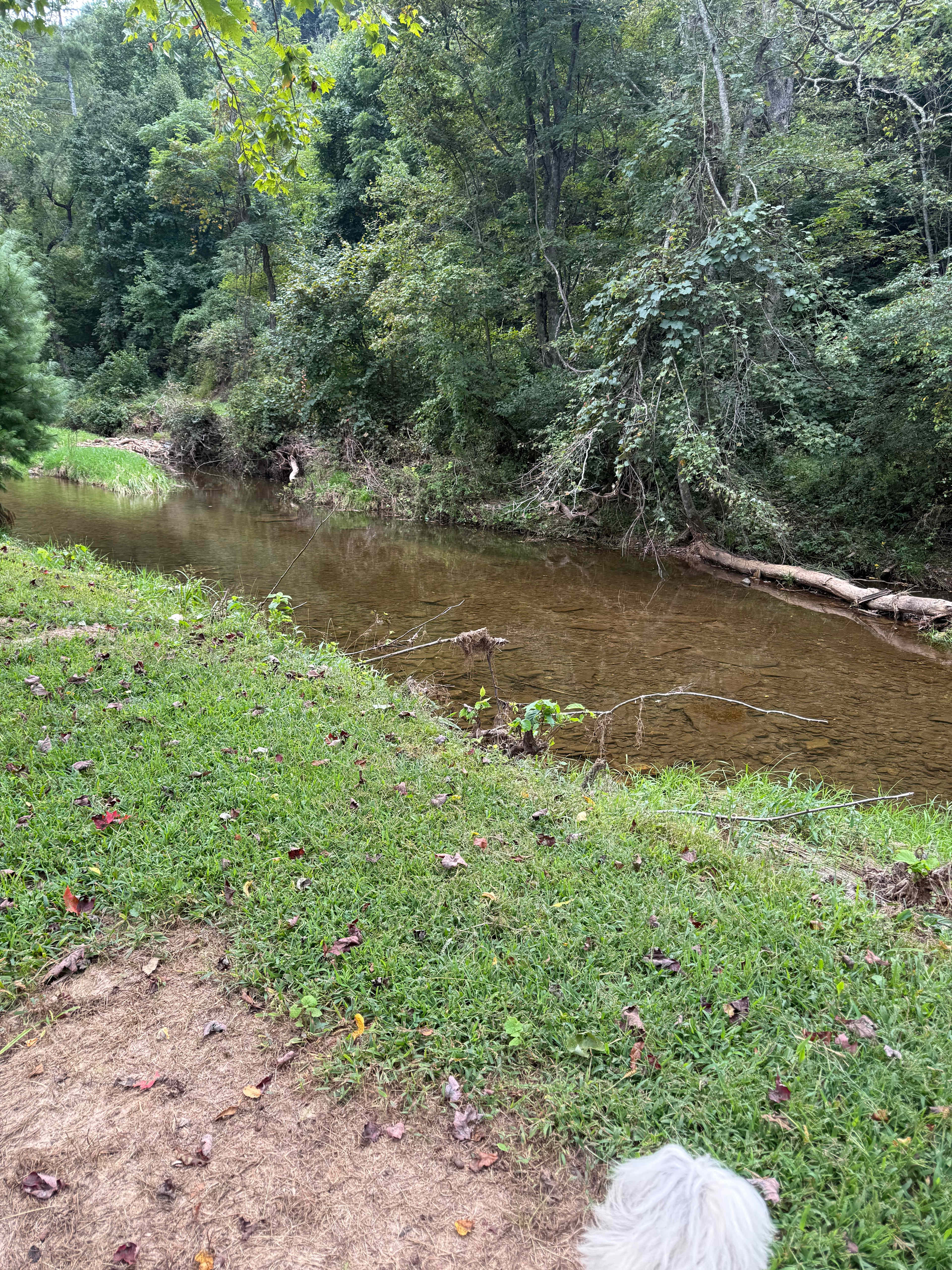 Creekside campsites