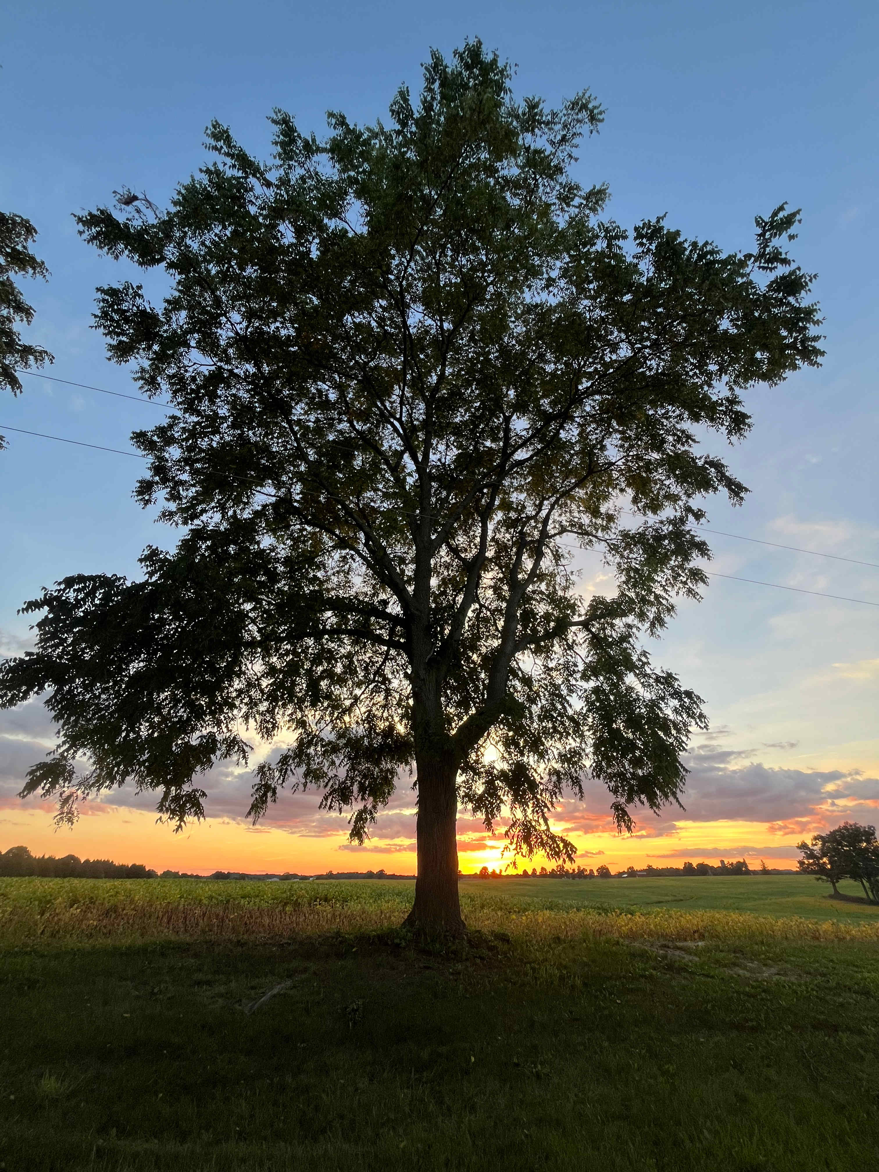 The Farm