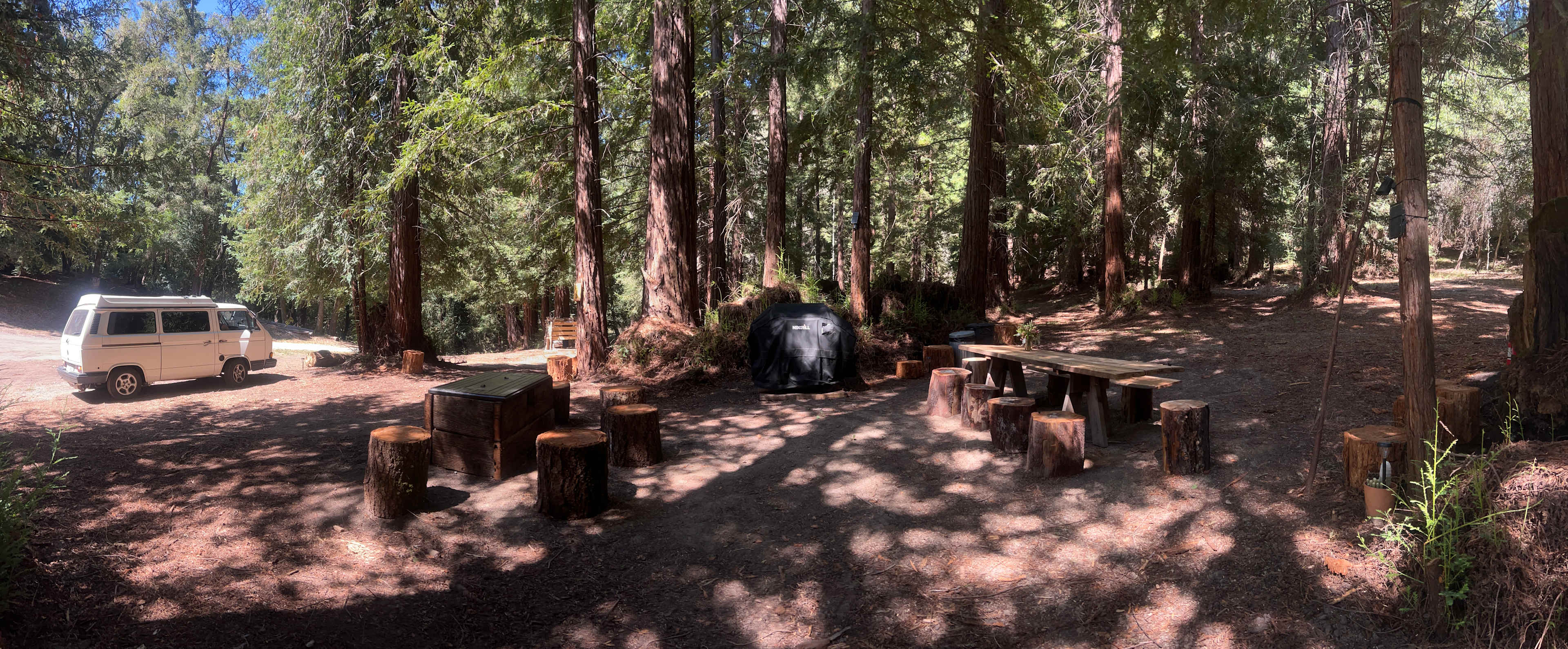 Under the Coastal Redwoods