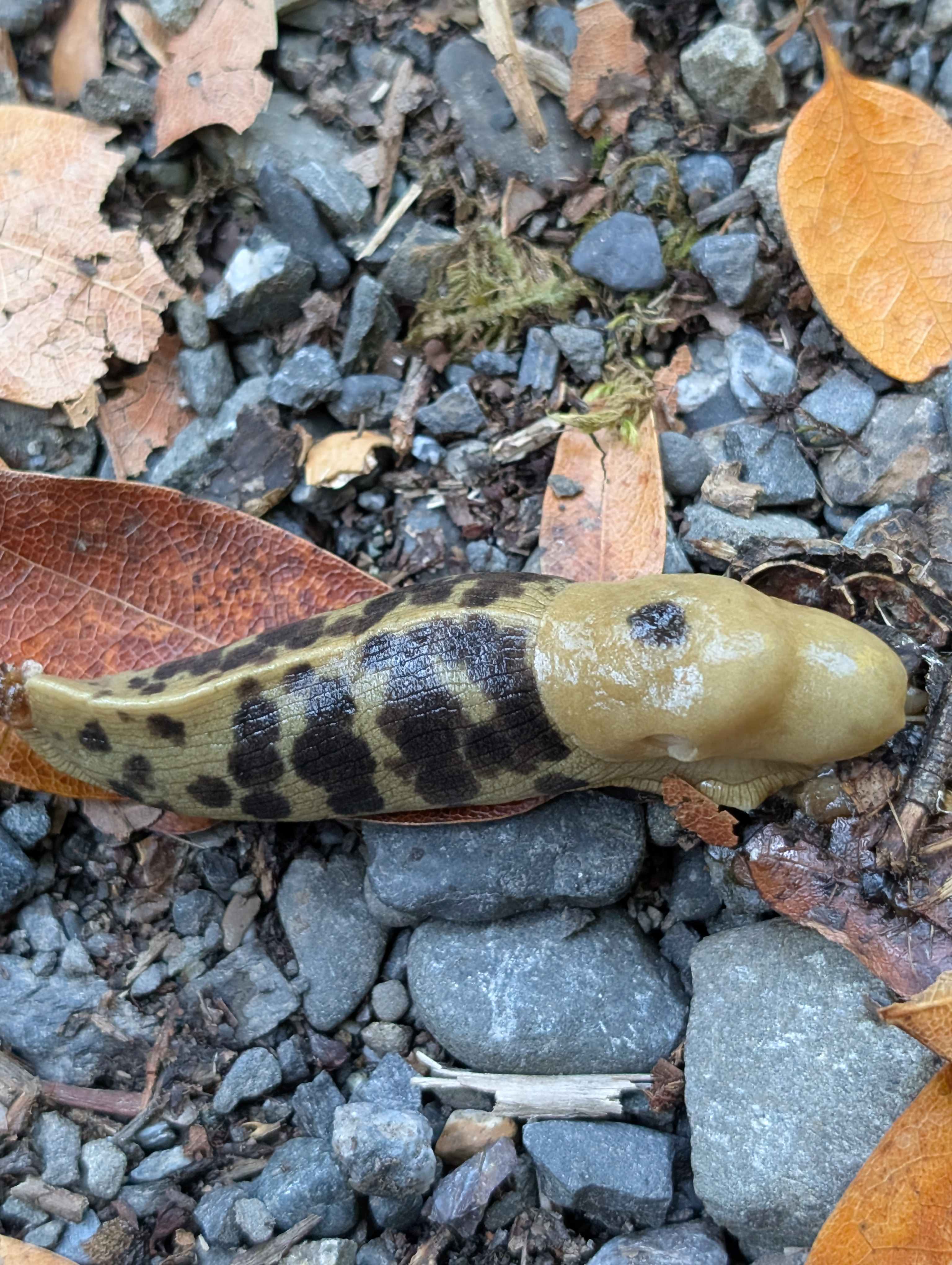 Steelhead Camp on the Chetco River