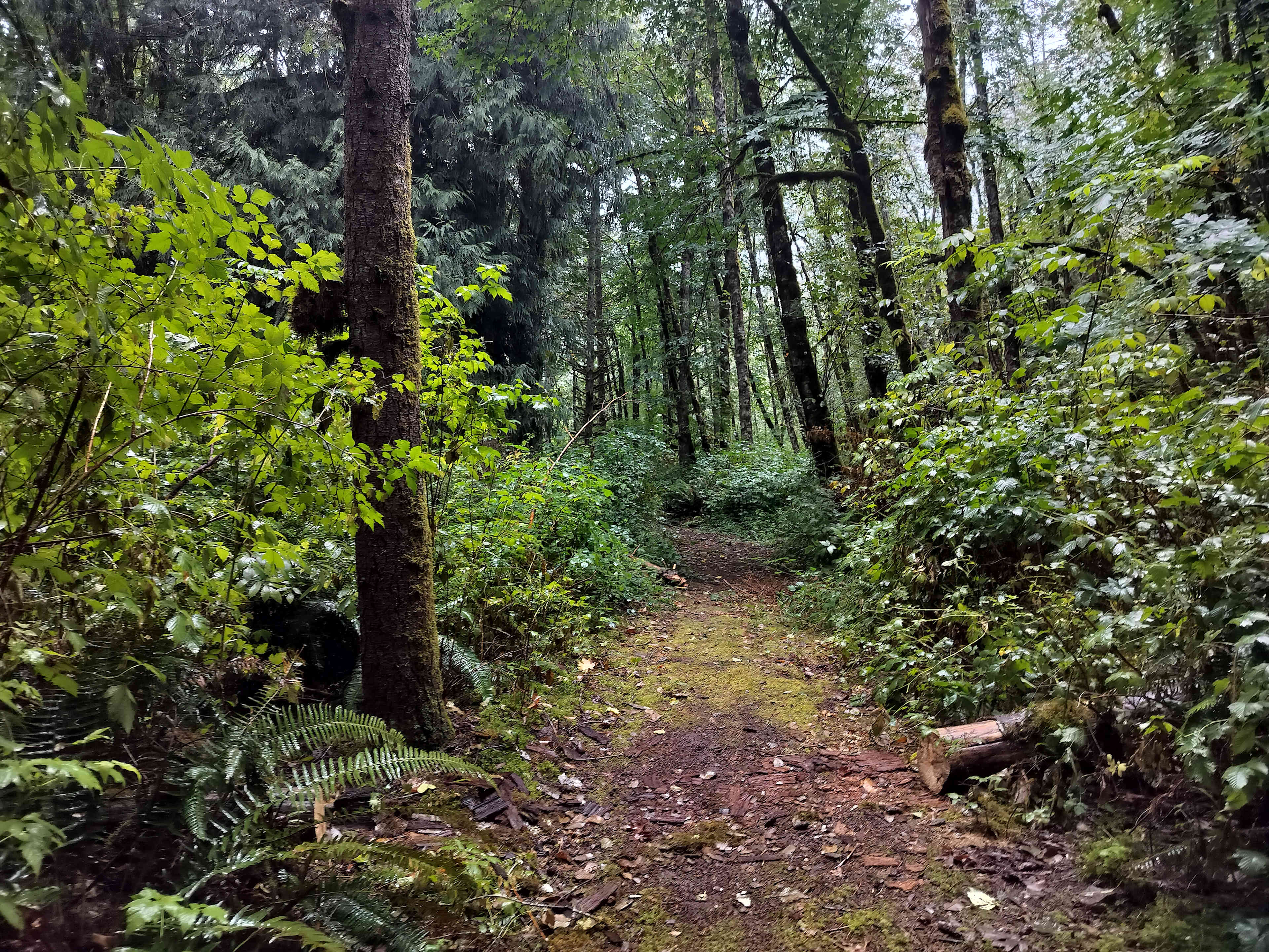 Walking Path