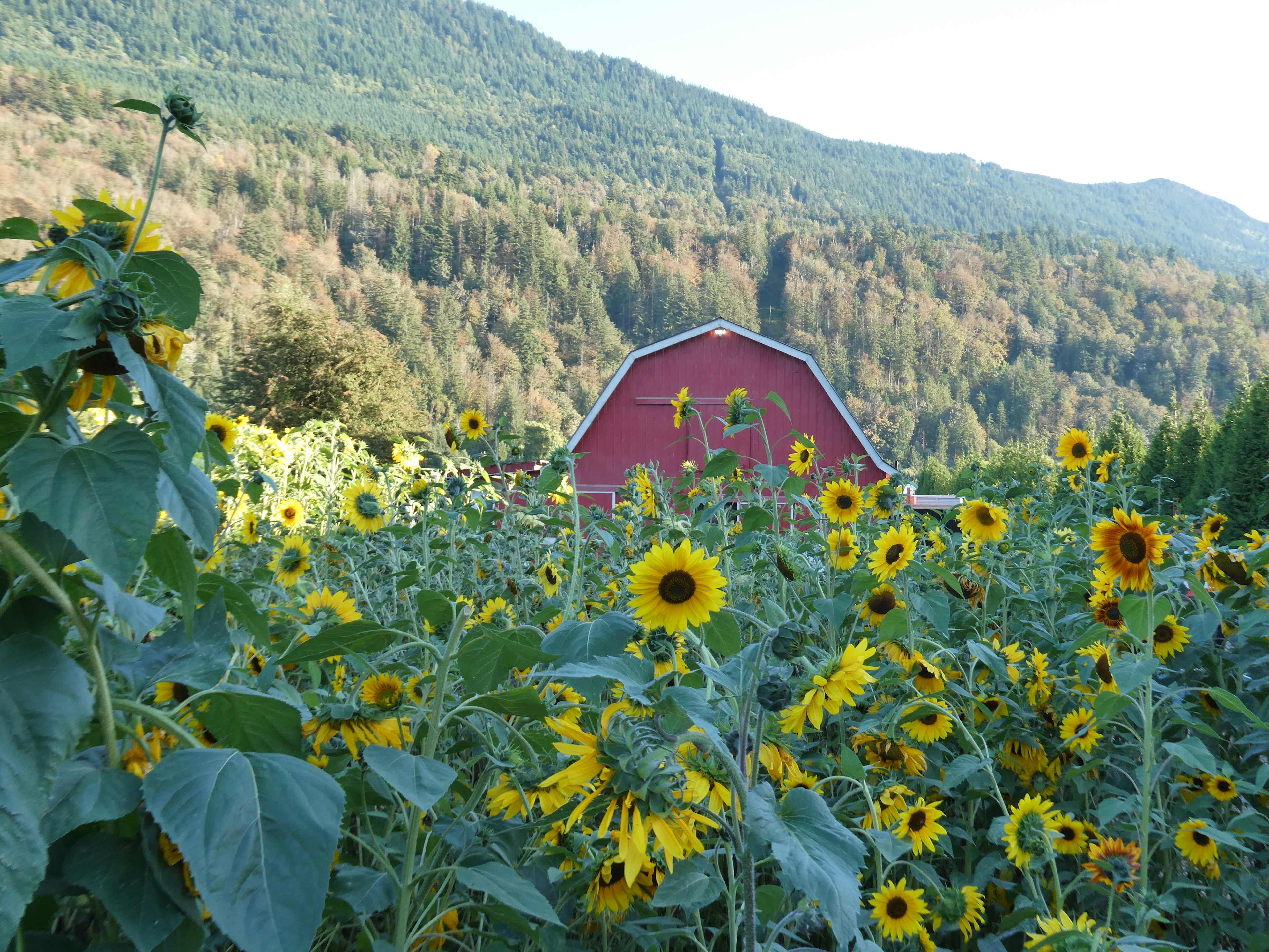 Mixed Barrel Farm