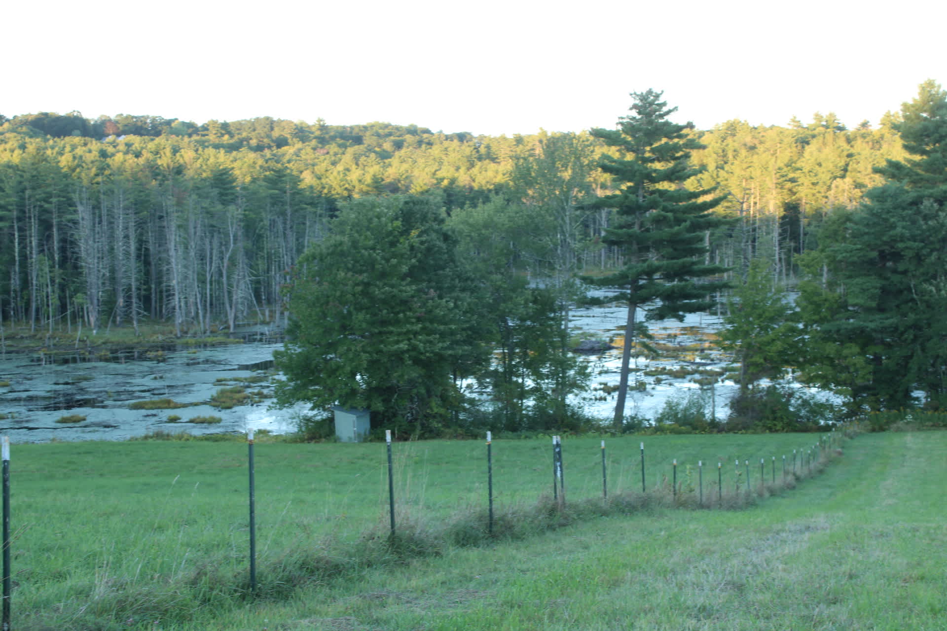 Someday Farm and Forest