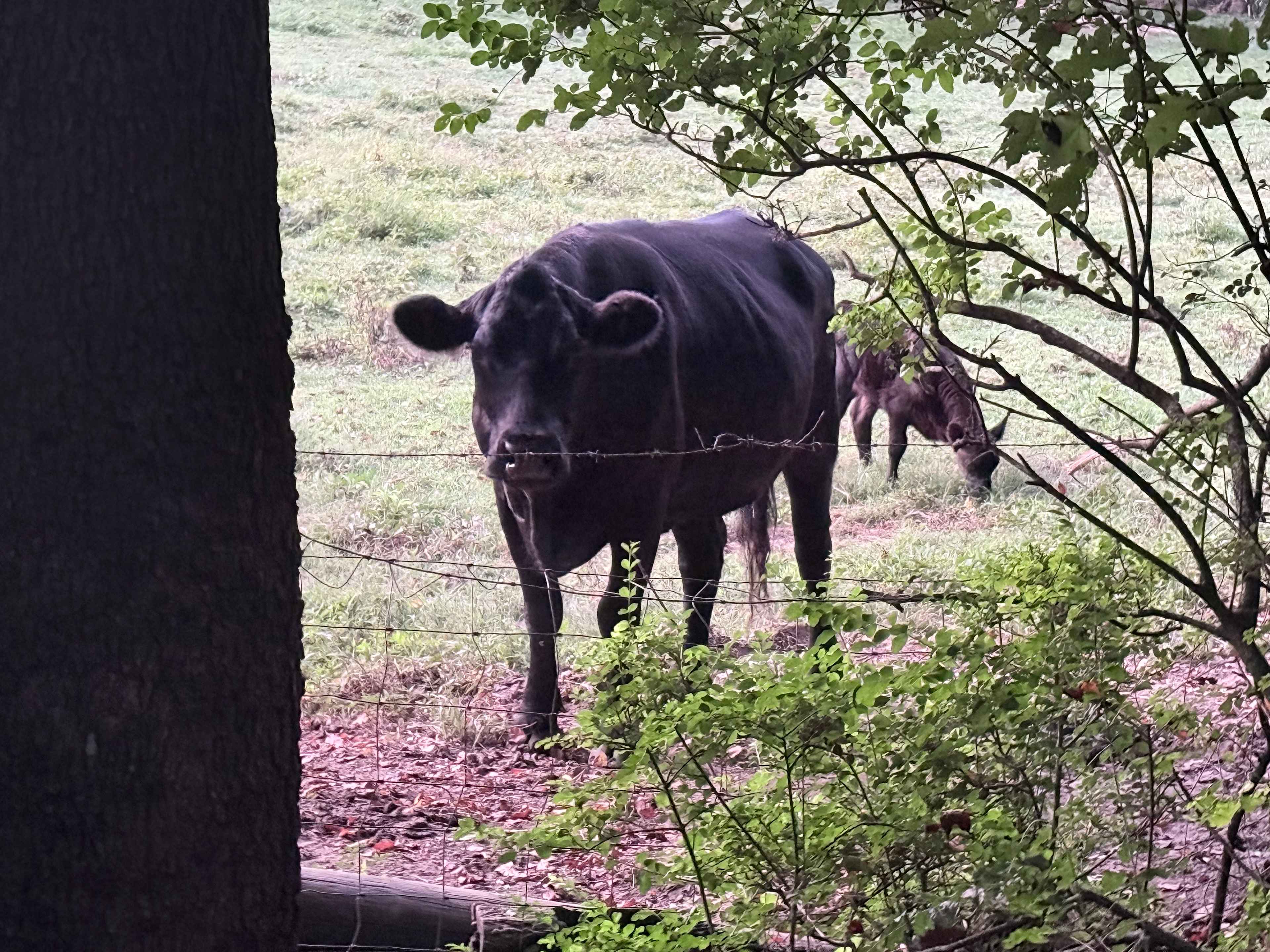 Cows Nextdoor 