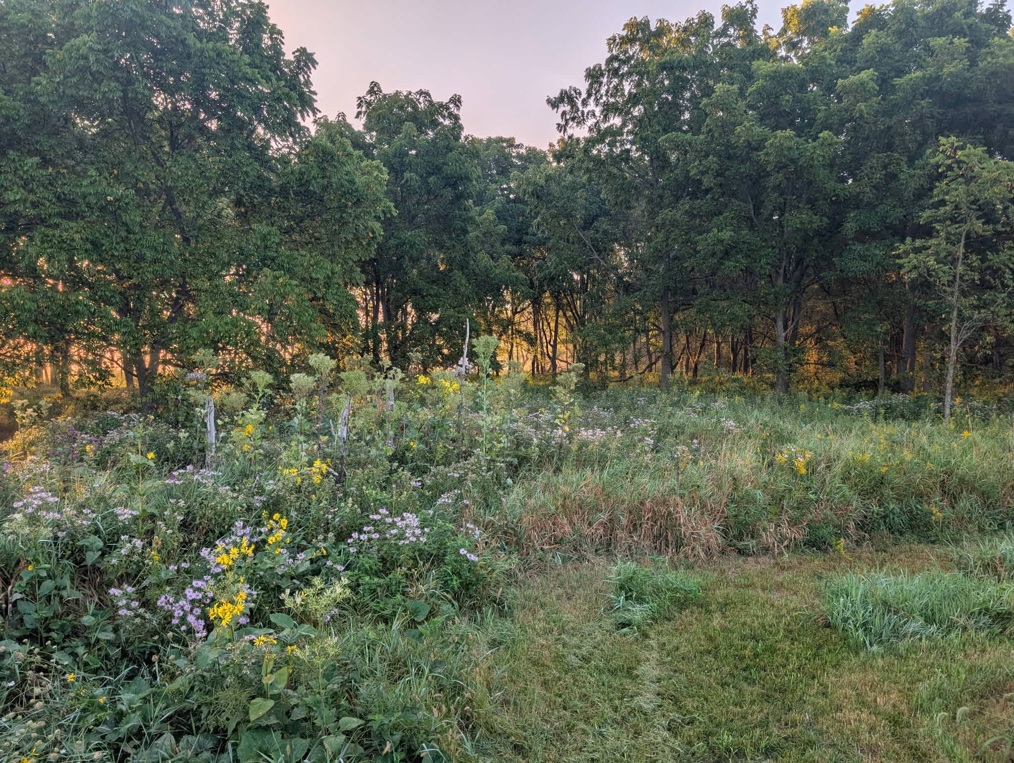 Pachamanka Prairie + Woodland