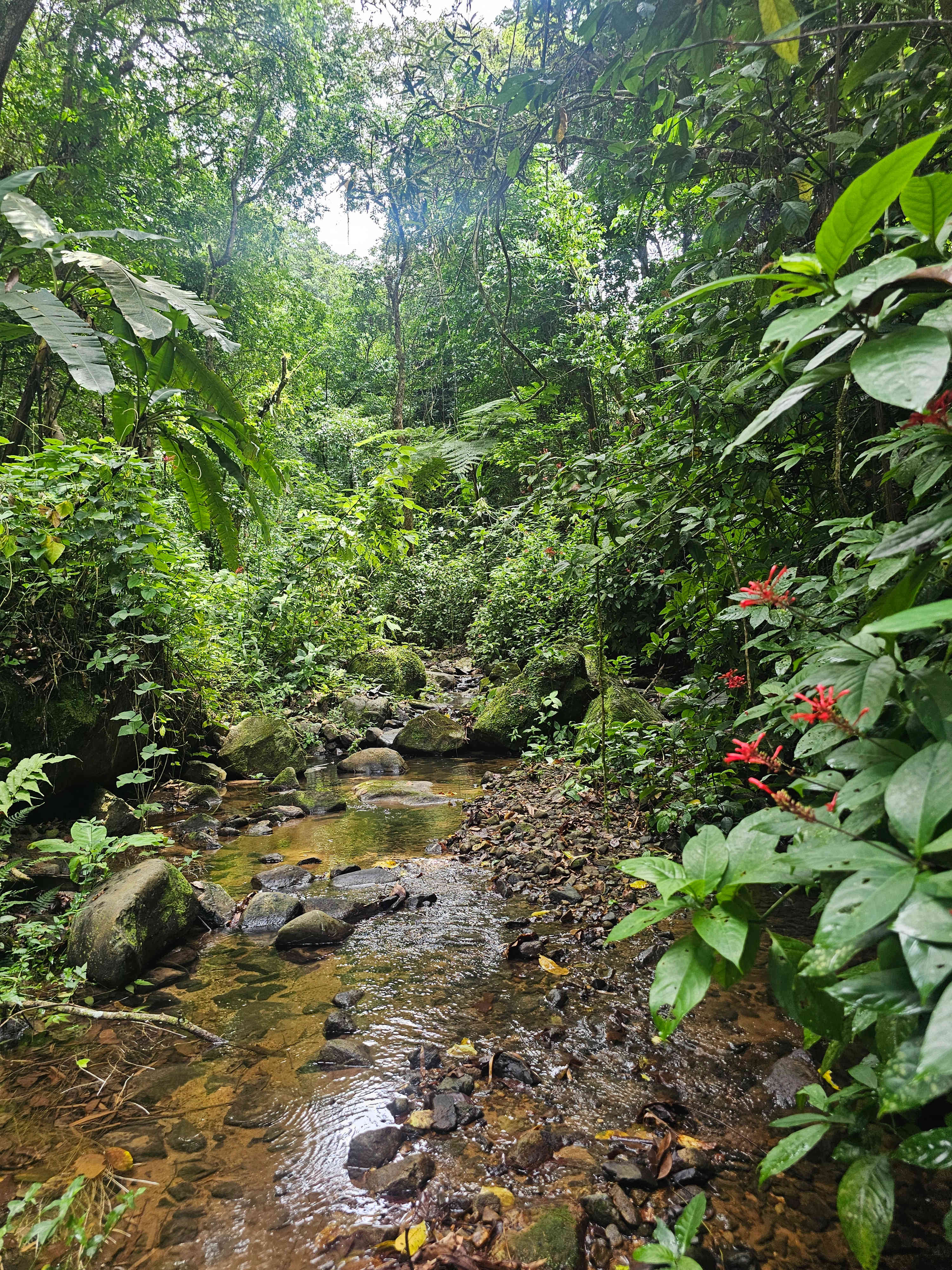 Rainforest Campground & Glamping