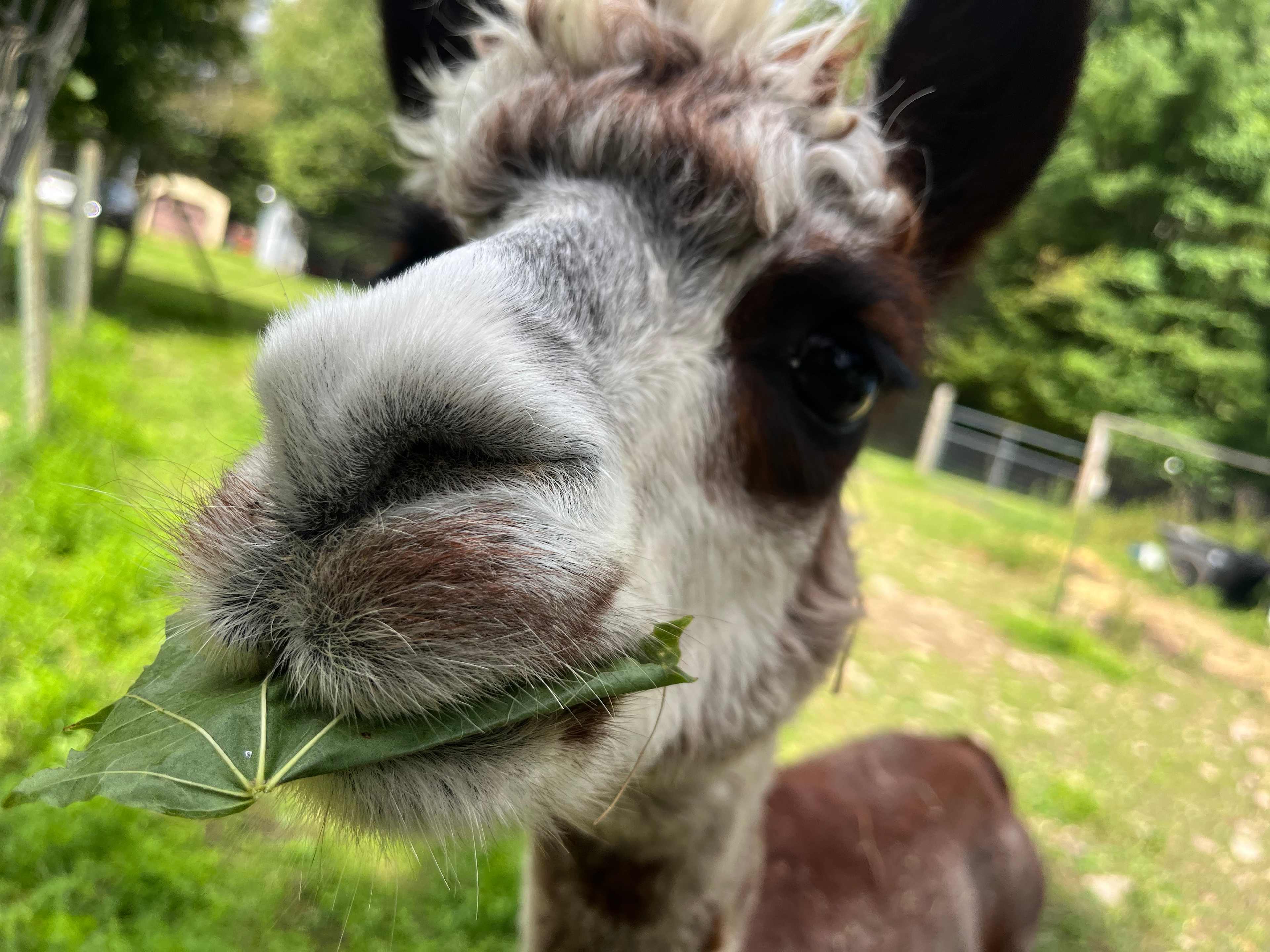 Pine Valley Alpacas