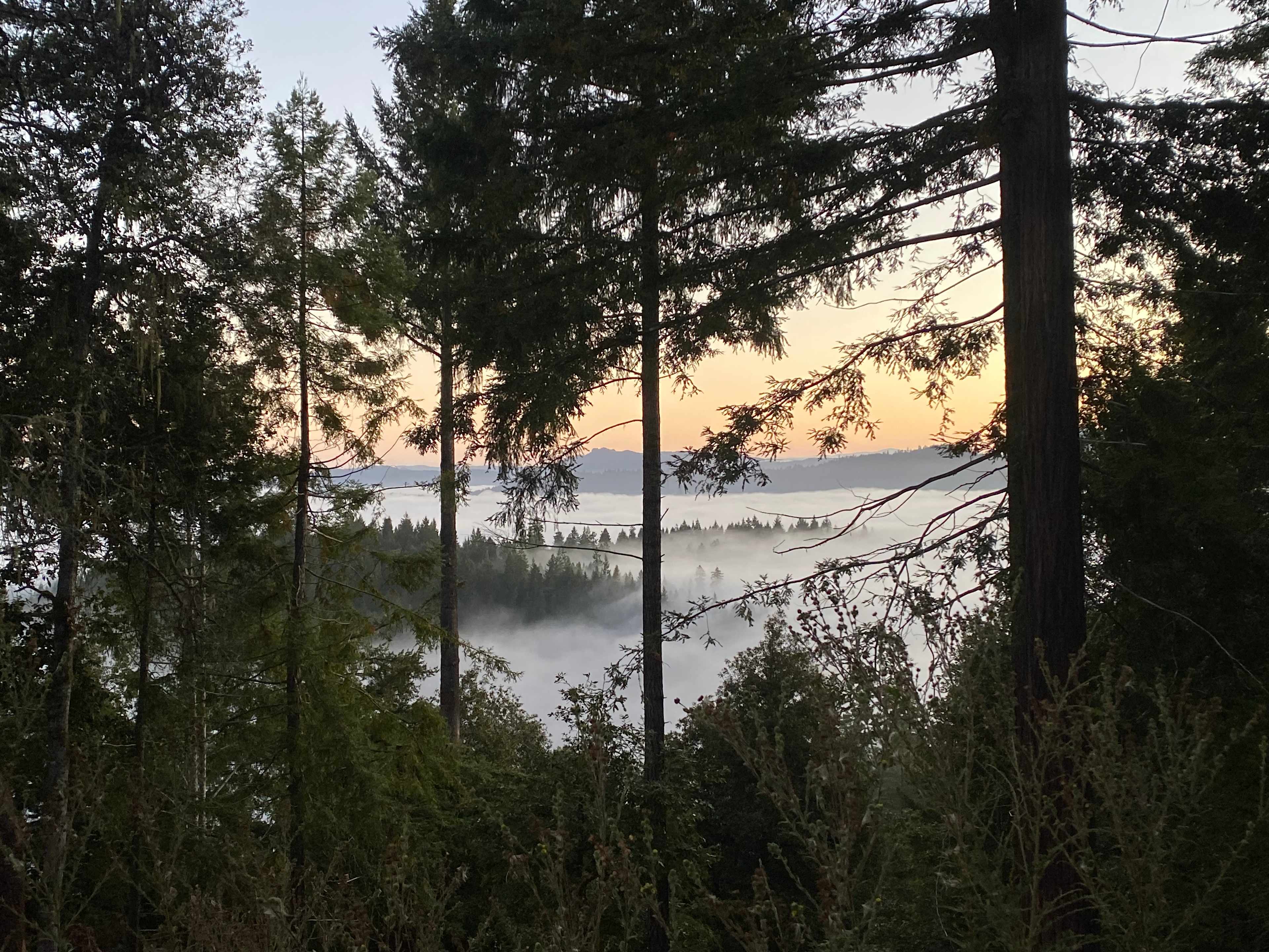 sunrise above the coastal fog 