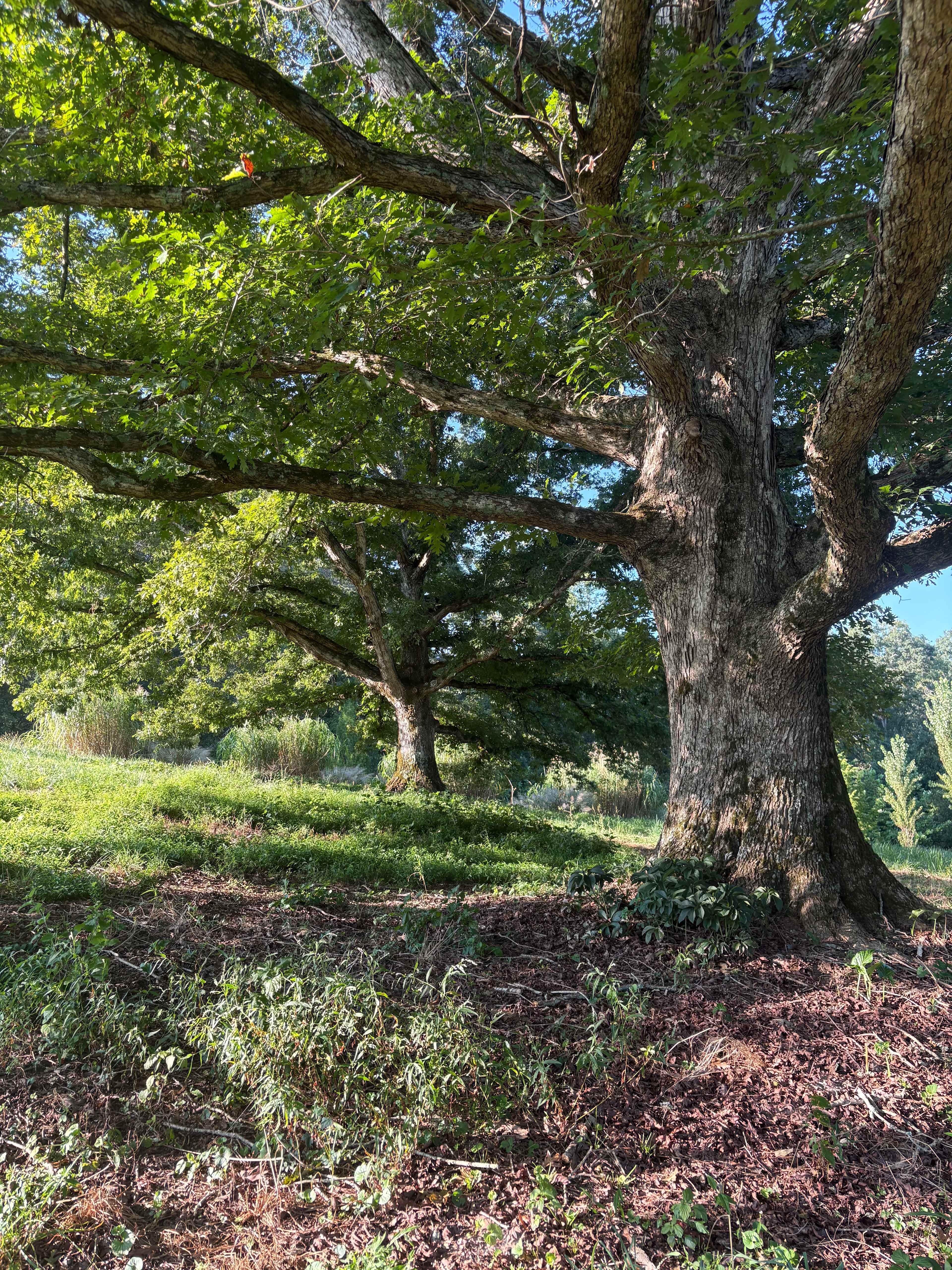 The Woods At Sole Farm