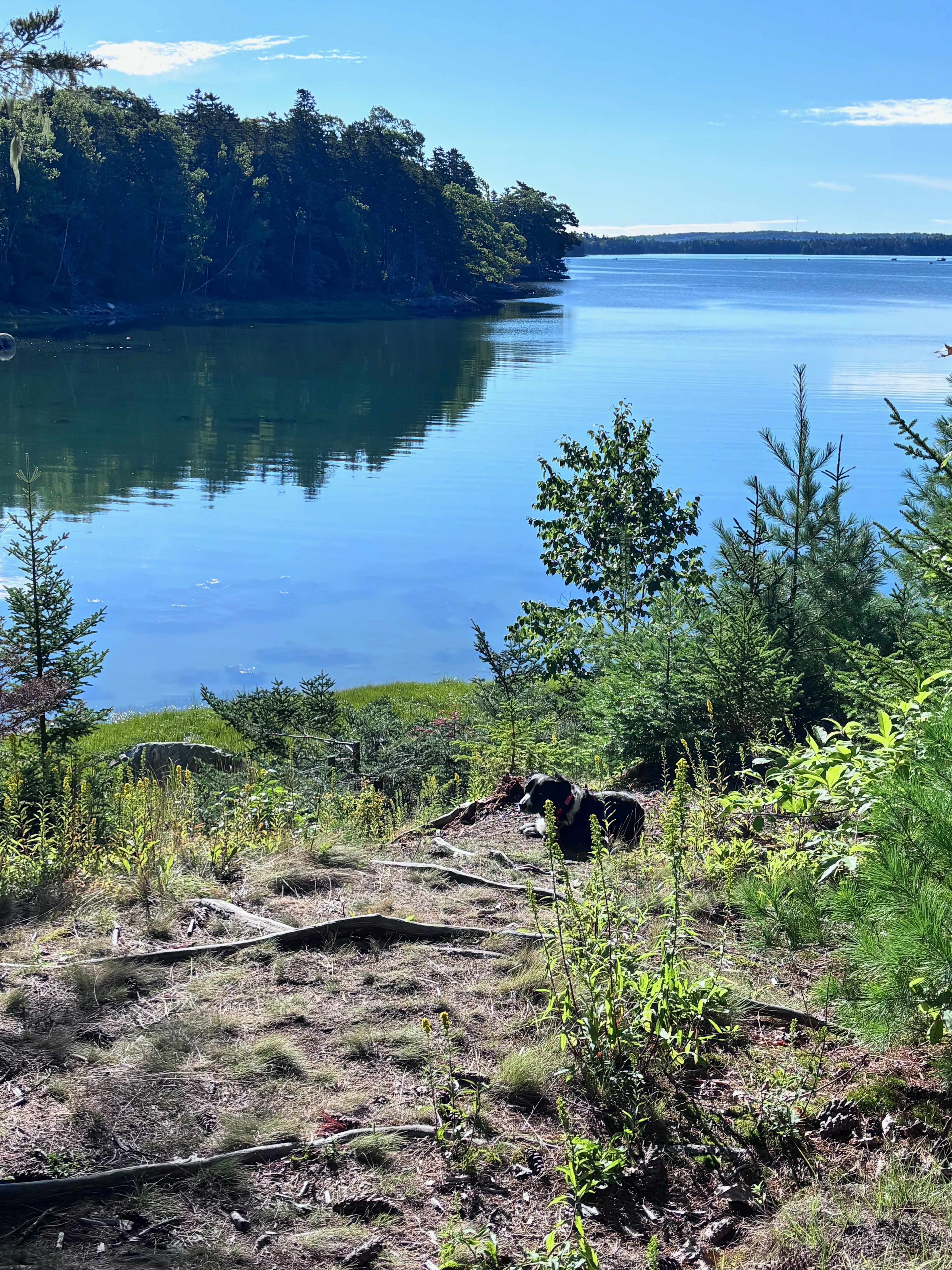 Even my dog loved watching the birds