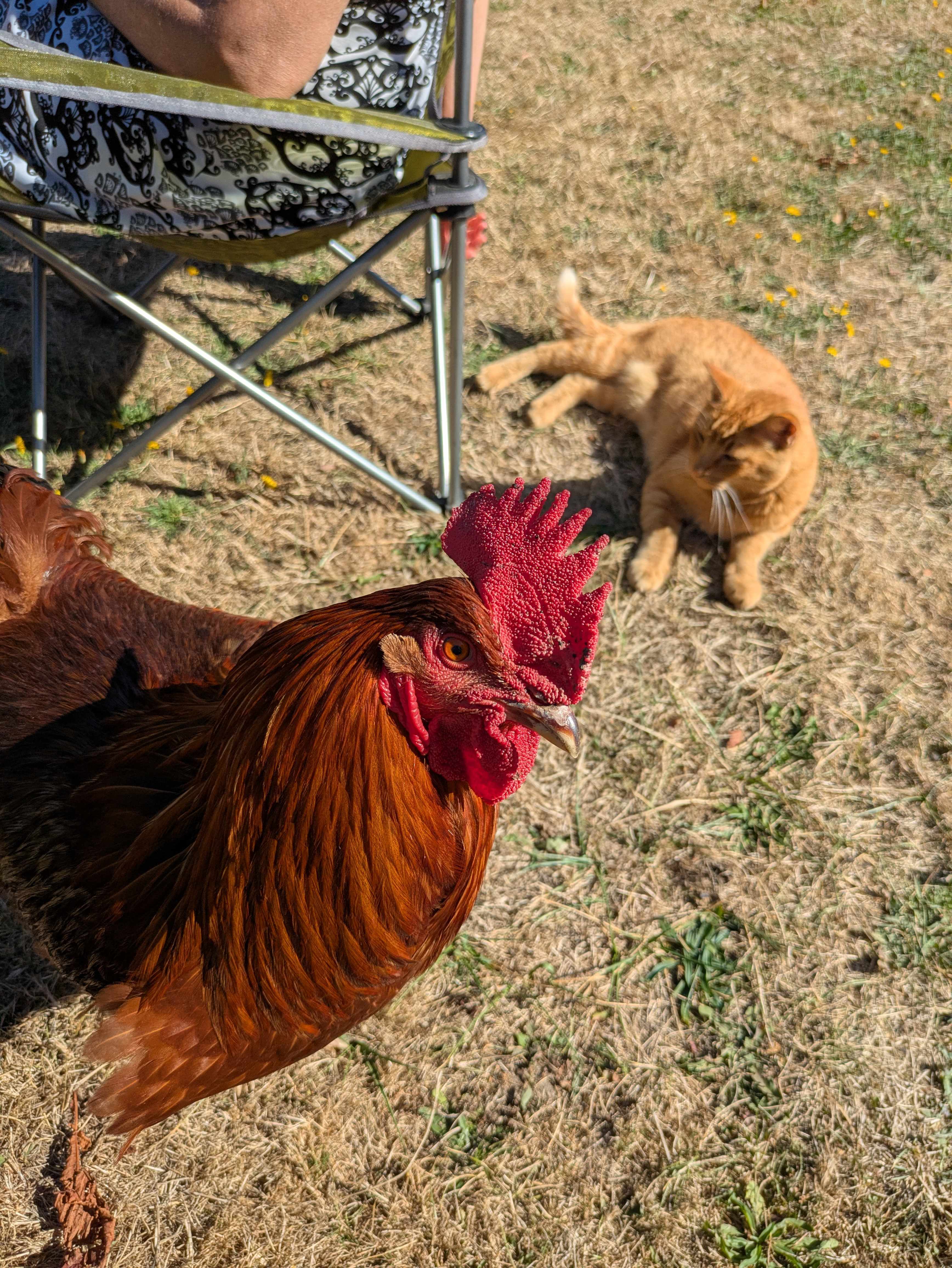 Bode Farms