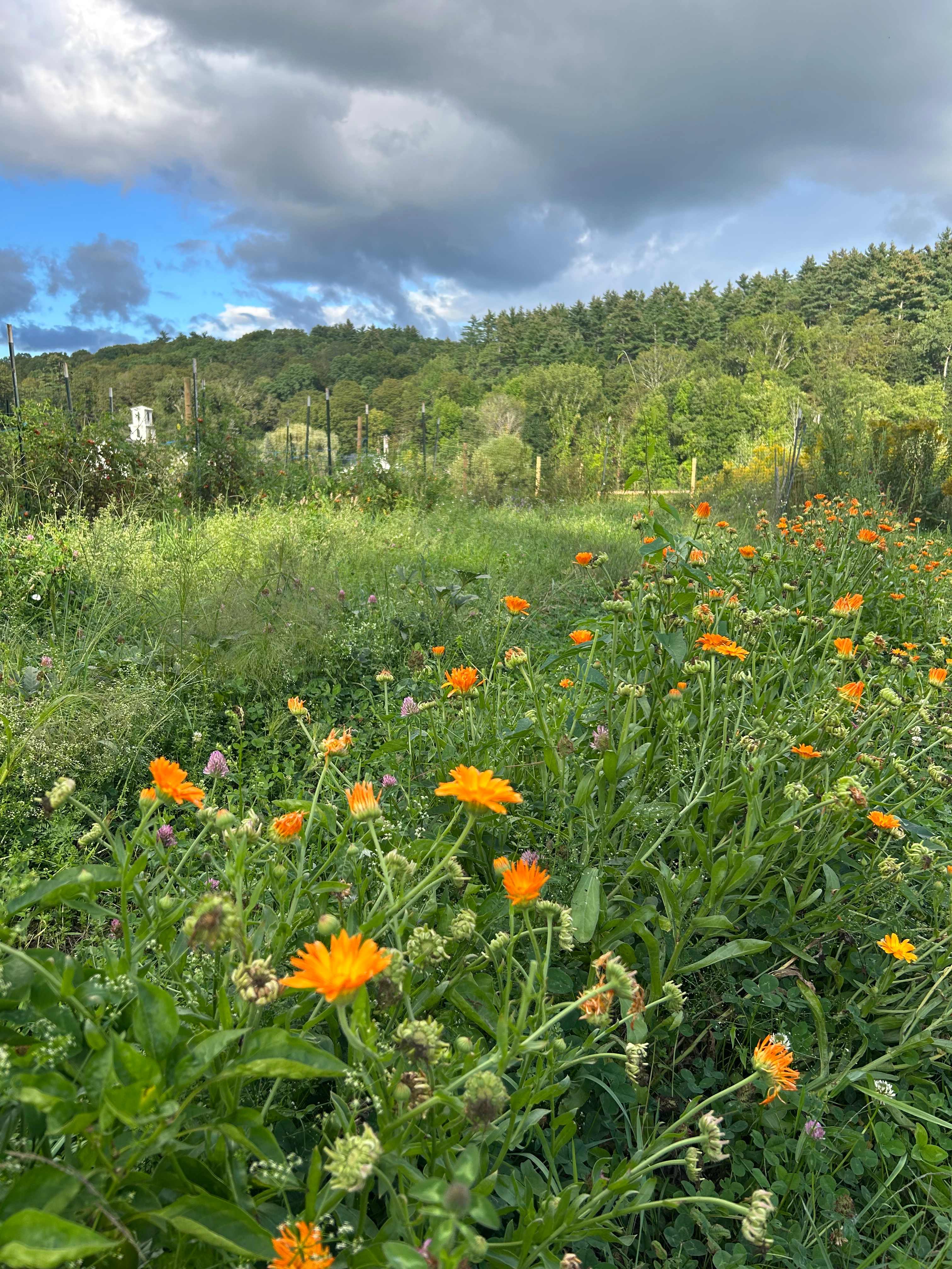 Lovely flower and vegetable gardens 